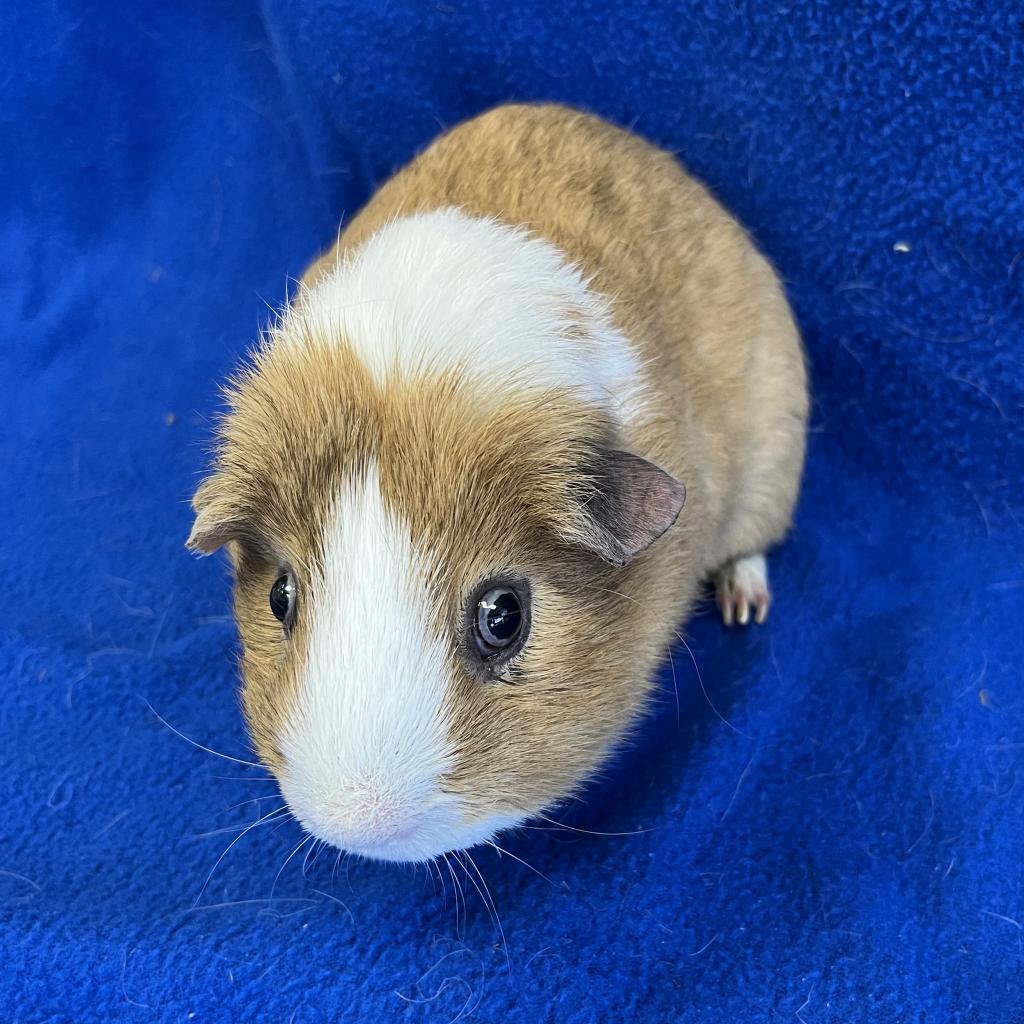 Humphrey (bonded with Sparkles), Adoptable, Senior Male Guinea Pig & Guinea Pig.