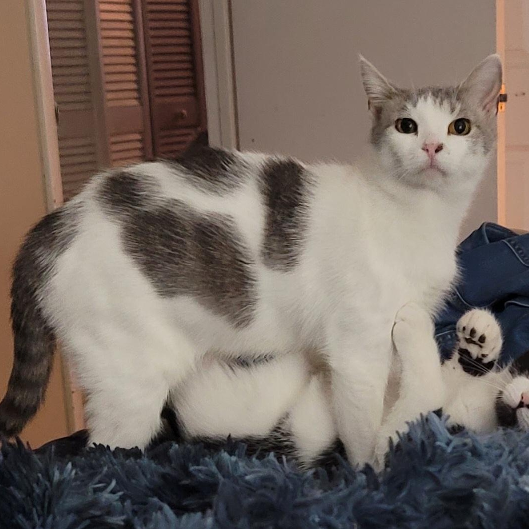 Enlarge Perla, a Adoptable Domestic Short Hair in Orlando, FL image 3/4