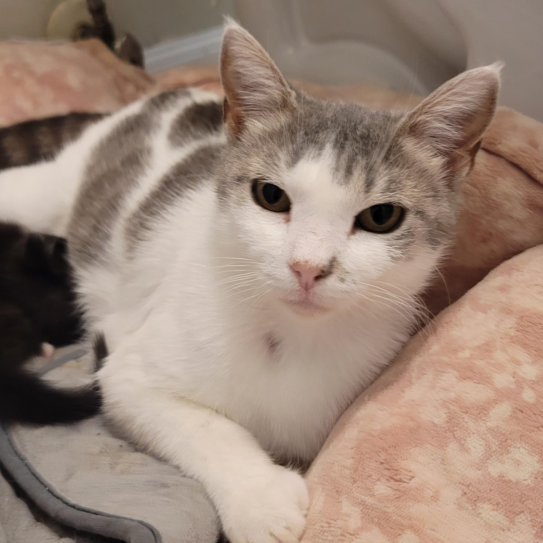 Enlarge Perla, a Adoptable Domestic Short Hair in Orlando, FL image 1/4