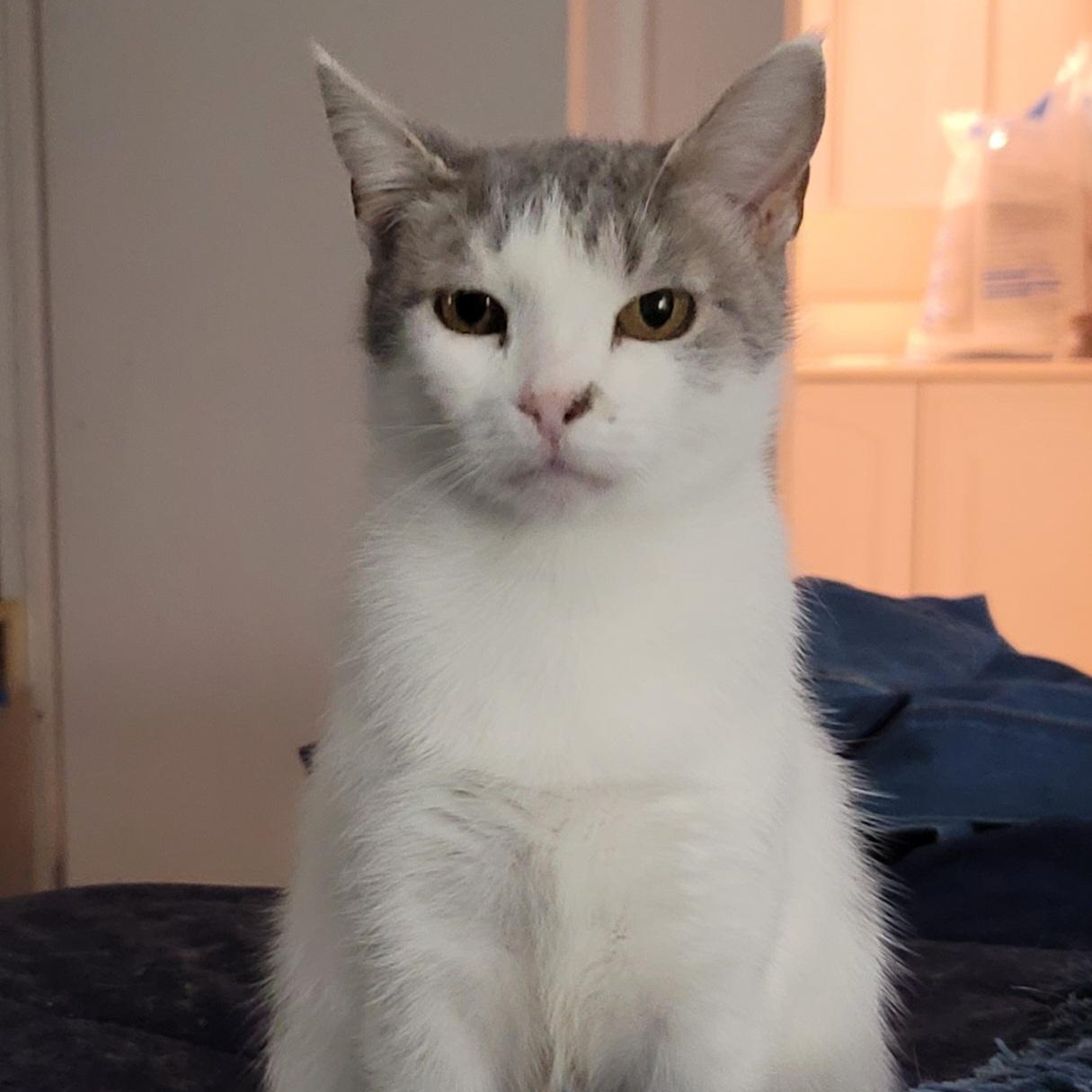 Enlarge Perla, a Adoptable Domestic Short Hair in Orlando, FL image 4/4