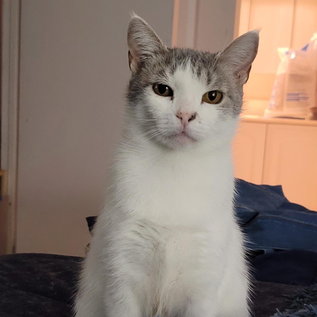 Enlarge Perla, a Adoptable Domestic Short Hair in Orlando, FL image 2/4