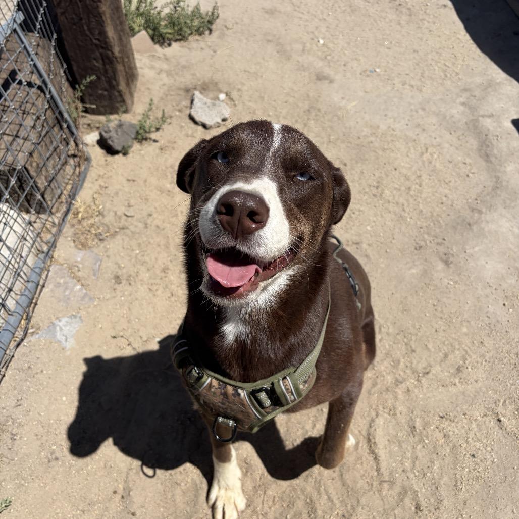Toffee, ADOPTABLE, Young Female Husky & Dalmatian.
