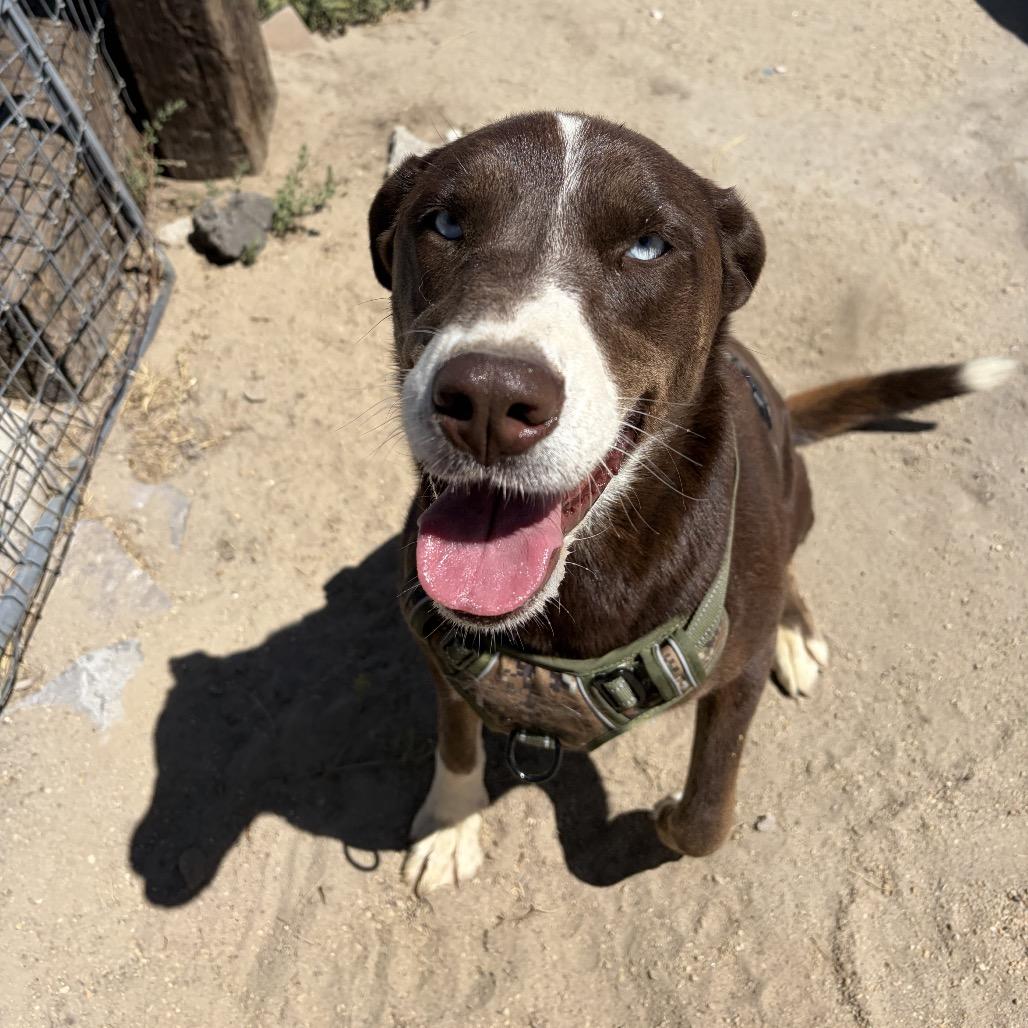 Enlarge Toffee, a ADOPTABLE mixed breed in Fallon, NV image 3/3