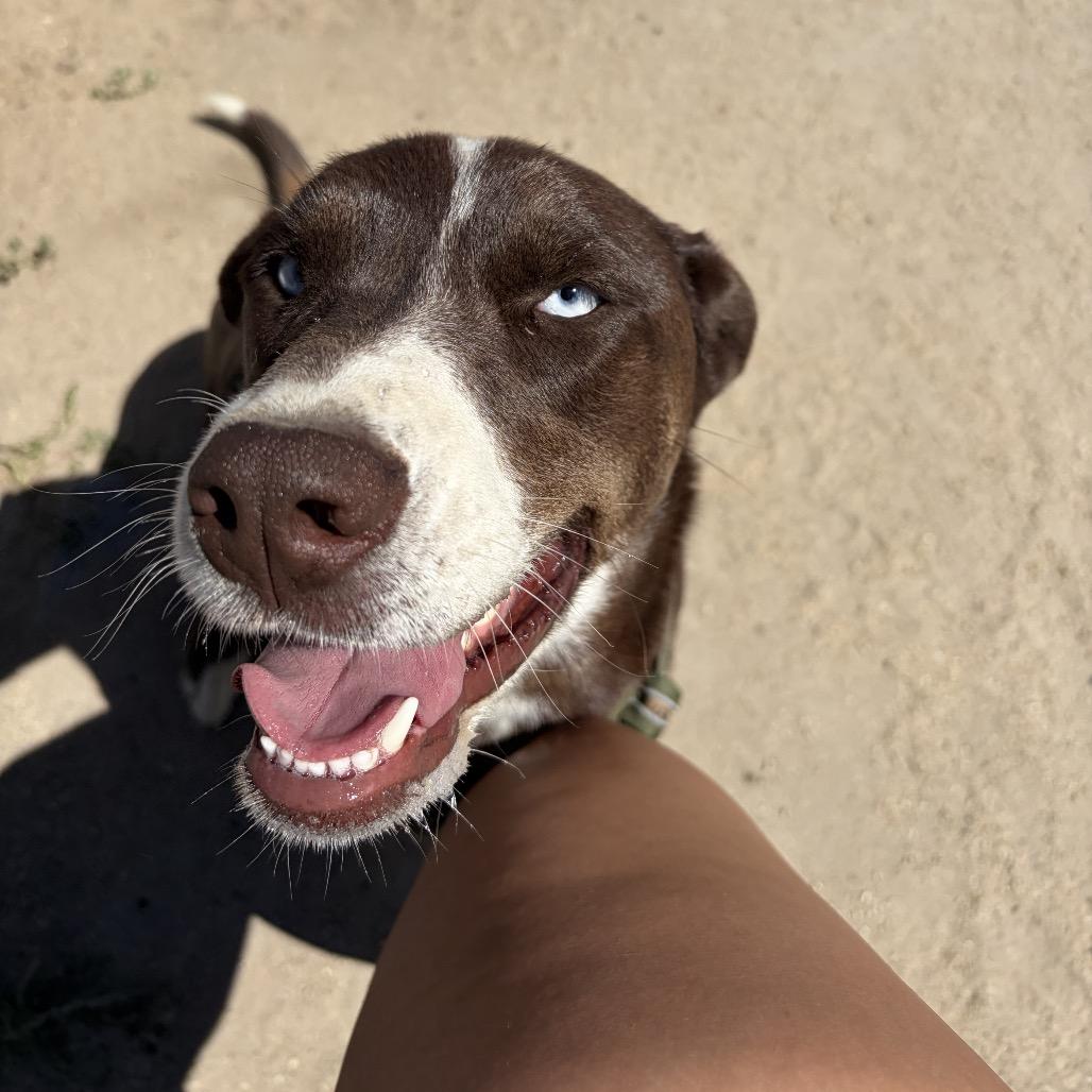 Enlarge Toffee, a ADOPTABLE mixed breed in Fallon, NV image 2/3