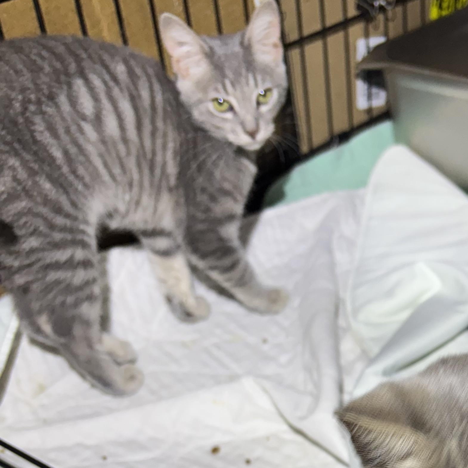 Jax & Sassy, an adopted Domestic Short Hair in Pittsburgh, PA image 3/3