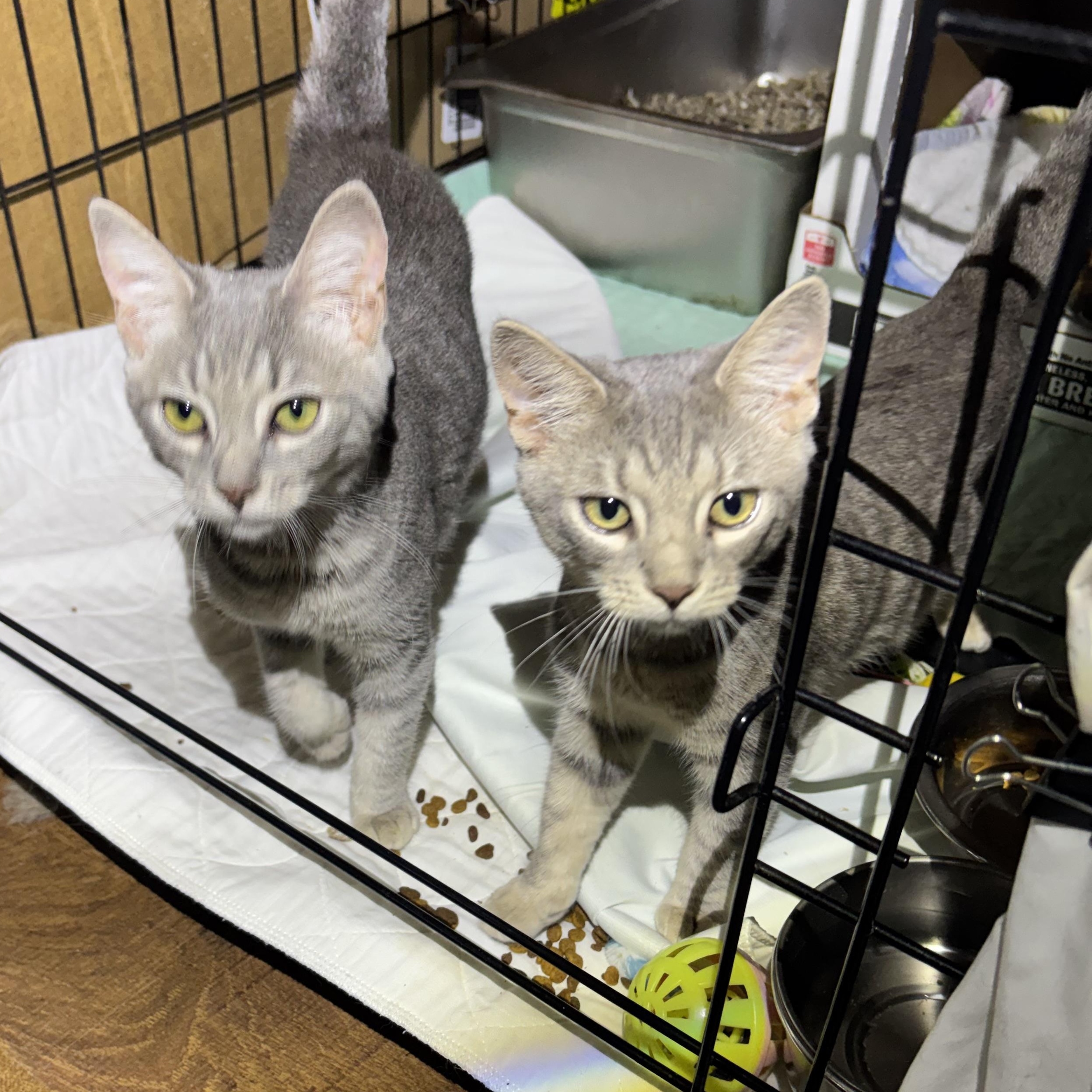 Jax & Sassy, adopted, Kitten Female Domestic Short Hair.