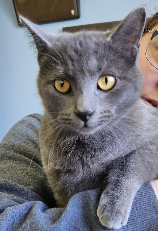 Parker, ADOPTABLE, Young Male American Shorthair.