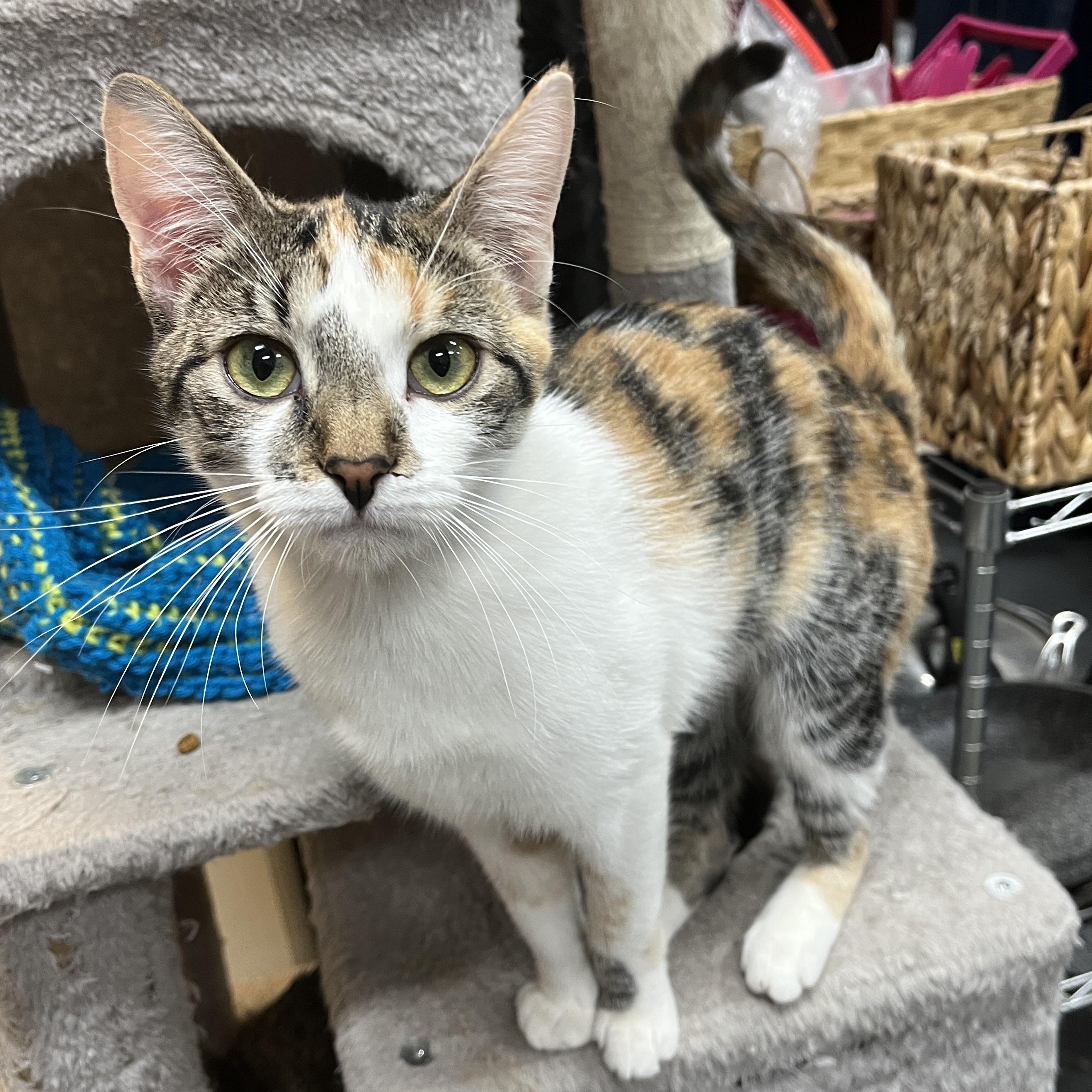 Enlarge Dixie, an adopted Calico in Shingletown, CA image 5/6
