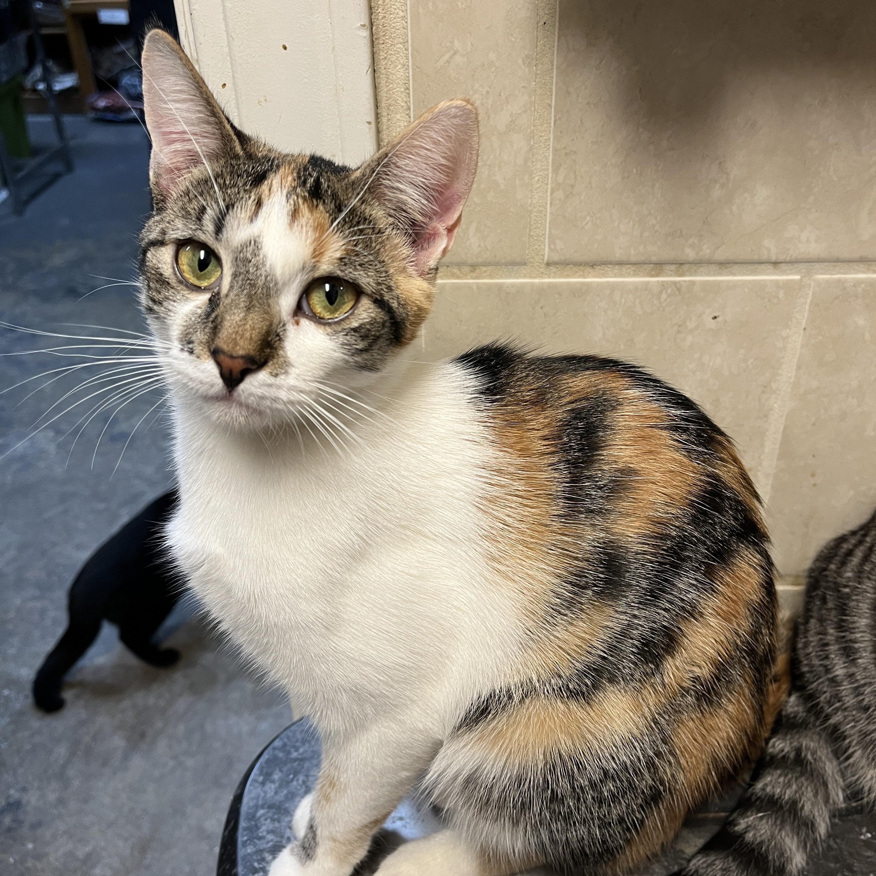 Enlarge Dixie, an adopted Calico in Shingletown, CA image 6/6