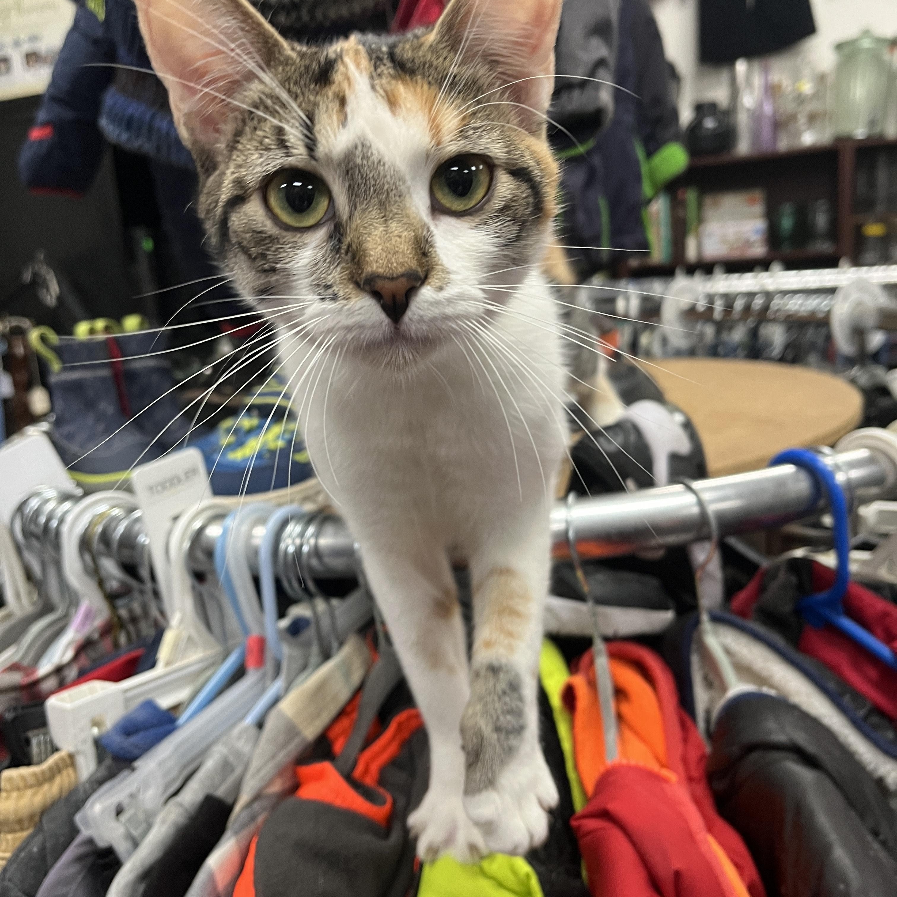 Enlarge Dixie, an adopted Calico in Shingletown, CA image 4/6