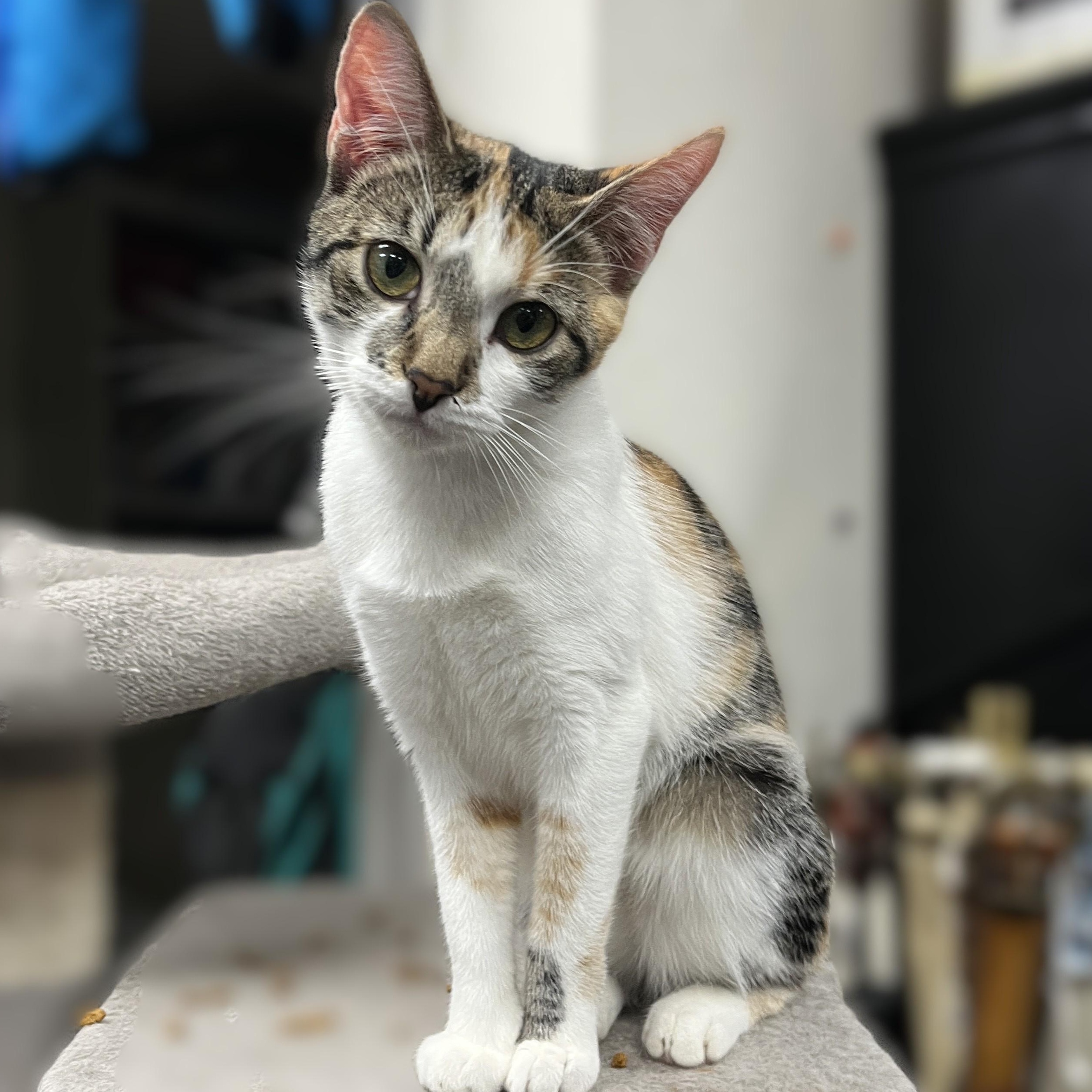 Enlarge Dixie, an adopted Calico in Shingletown, CA image 3/6