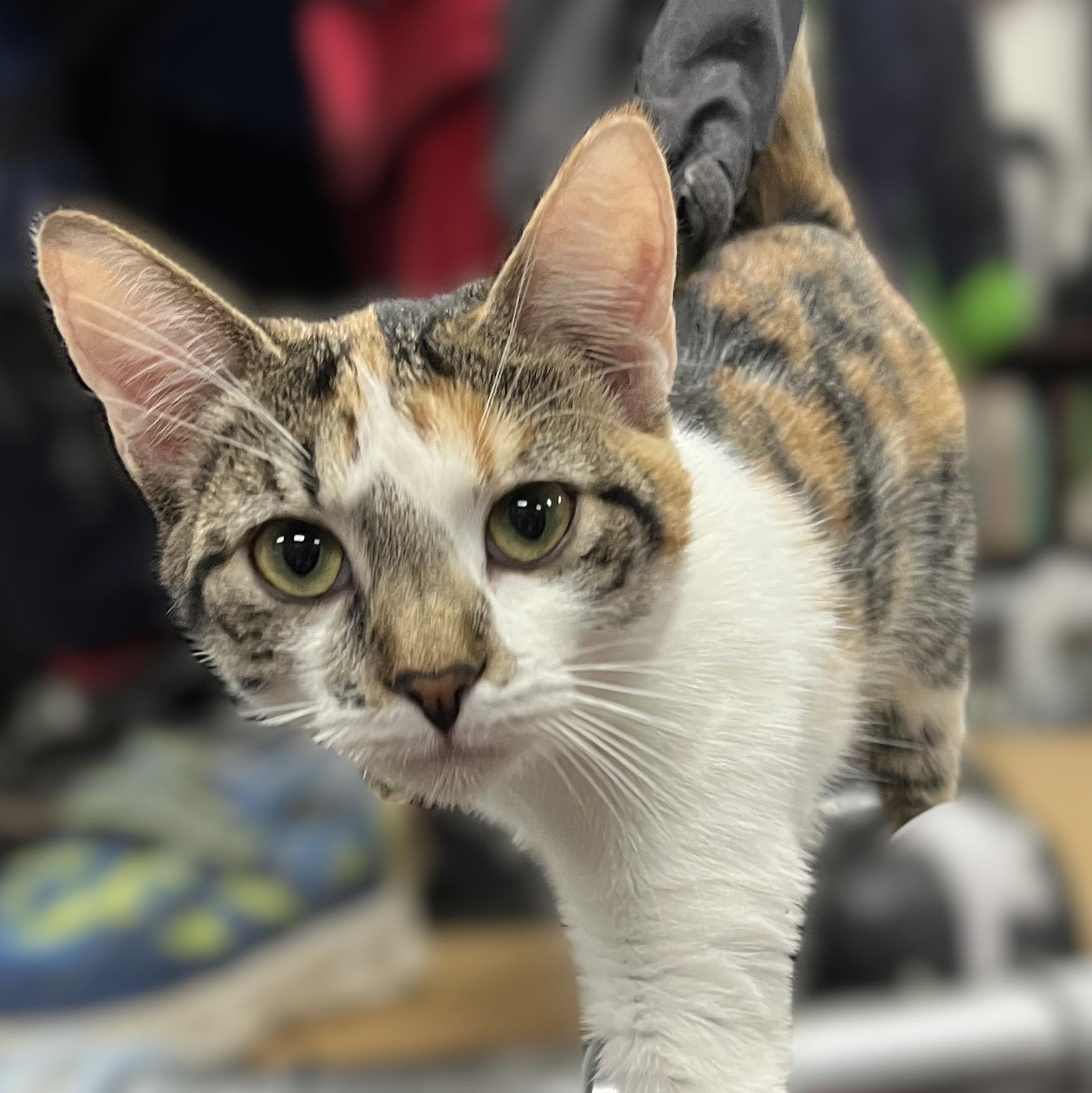 Dixie, adopted, Young Female Calico.