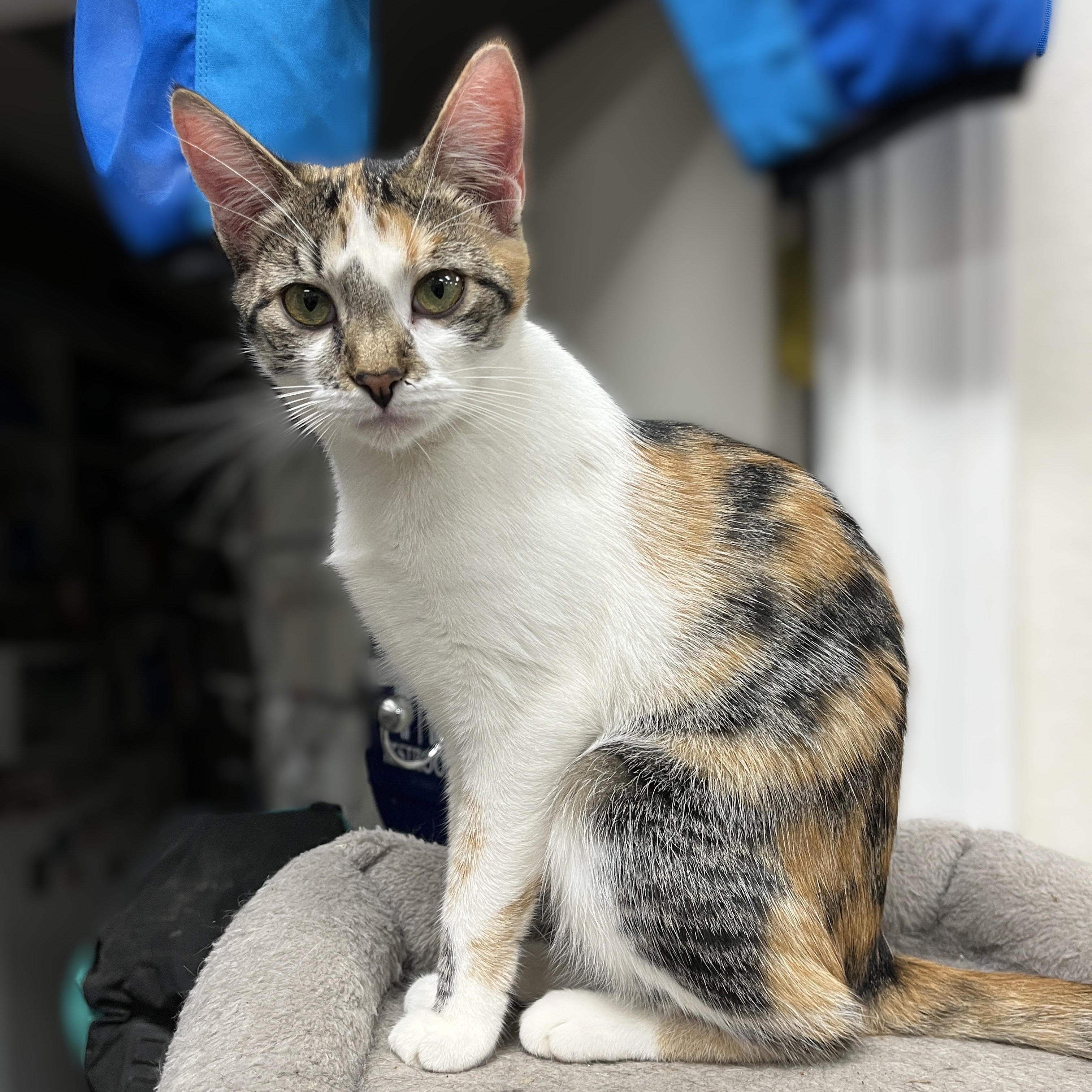 Enlarge Dixie, an adopted Calico in Shingletown, CA image 2/6