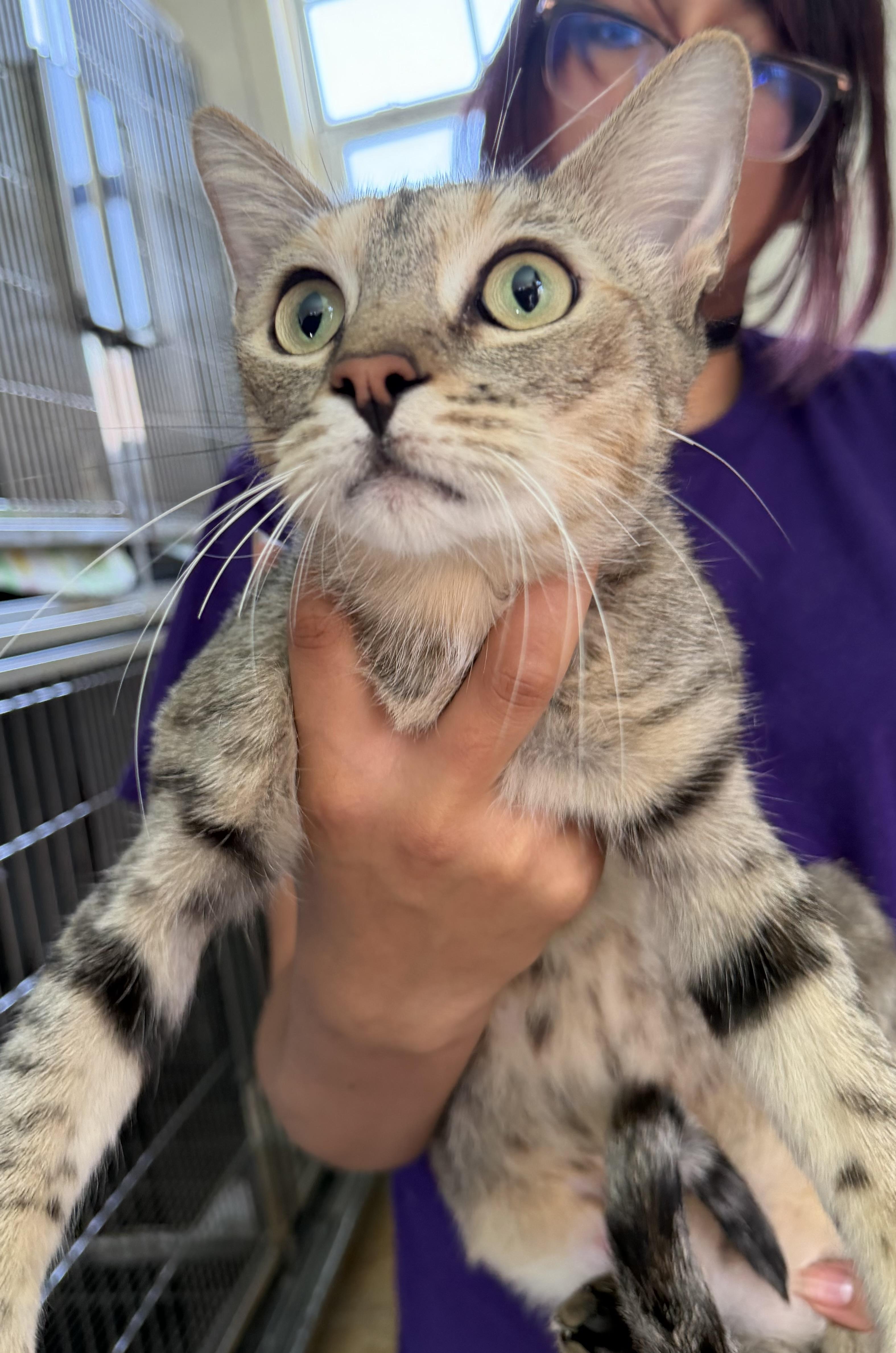 Mixxie, ADOPTABLE, Adult Female Domestic Short Hair.