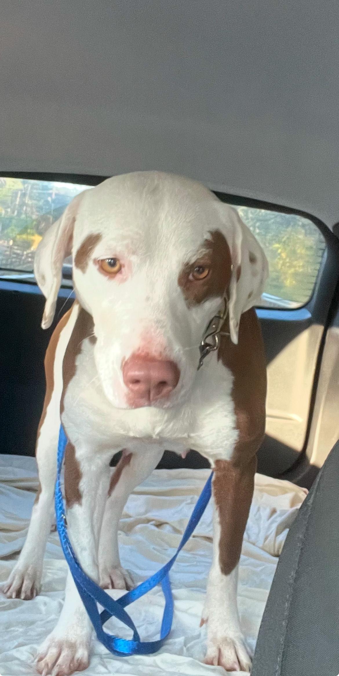 Enlarge Bella, a Adoptable mixed breed in Mobile, AL image 3/4