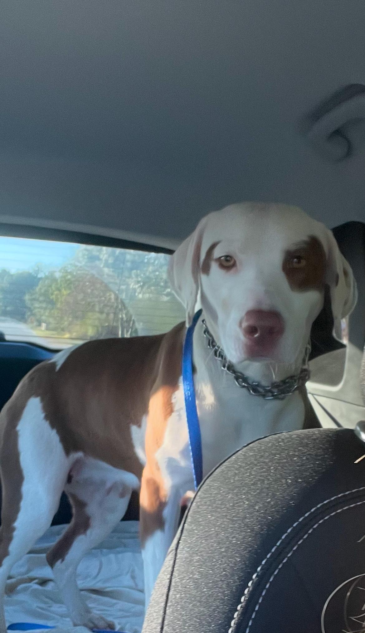 Enlarge Bella, a Adoptable mixed breed in Mobile, AL image 2/4