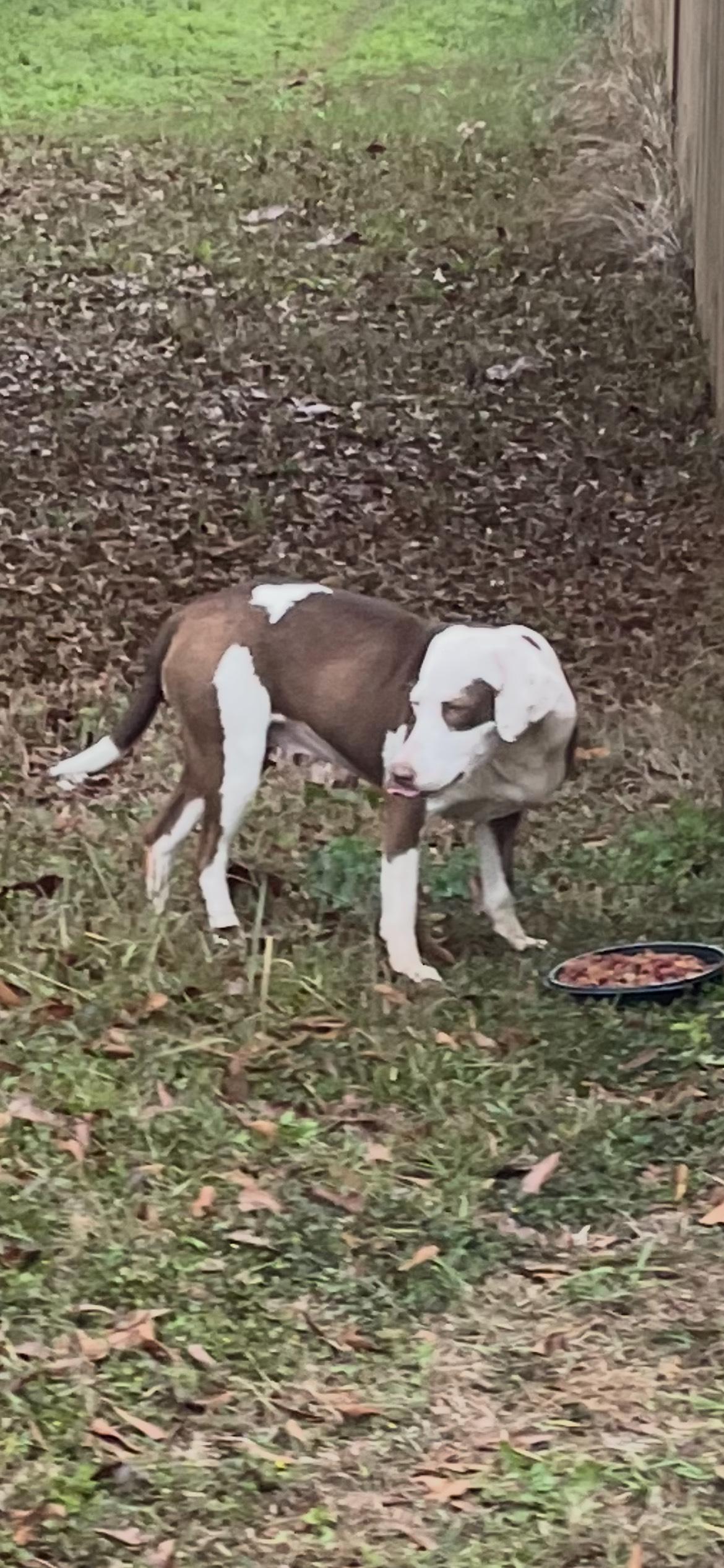 Enlarge Bella, a Adoptable mixed breed in Mobile, AL image 4/4