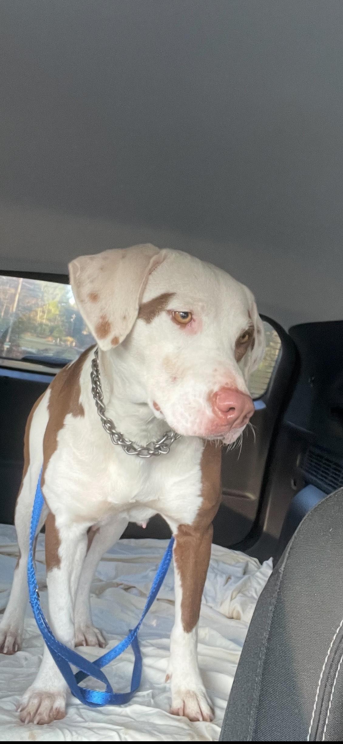 Enlarge Bella, a Adoptable mixed breed in Mobile, AL image 1/4