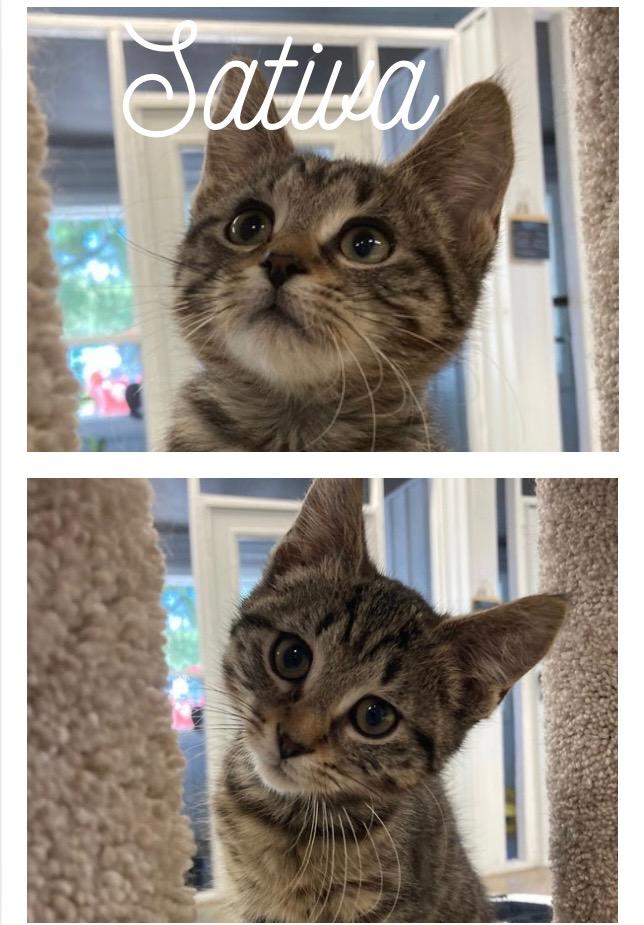 Enlarge Sativa- herpes, a Adoptable mixed breed in Pierceton, IN image 1/2