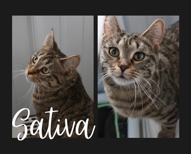 Enlarge Sativa- herpes, a Adoptable mixed breed in Pierceton, IN image 2/3