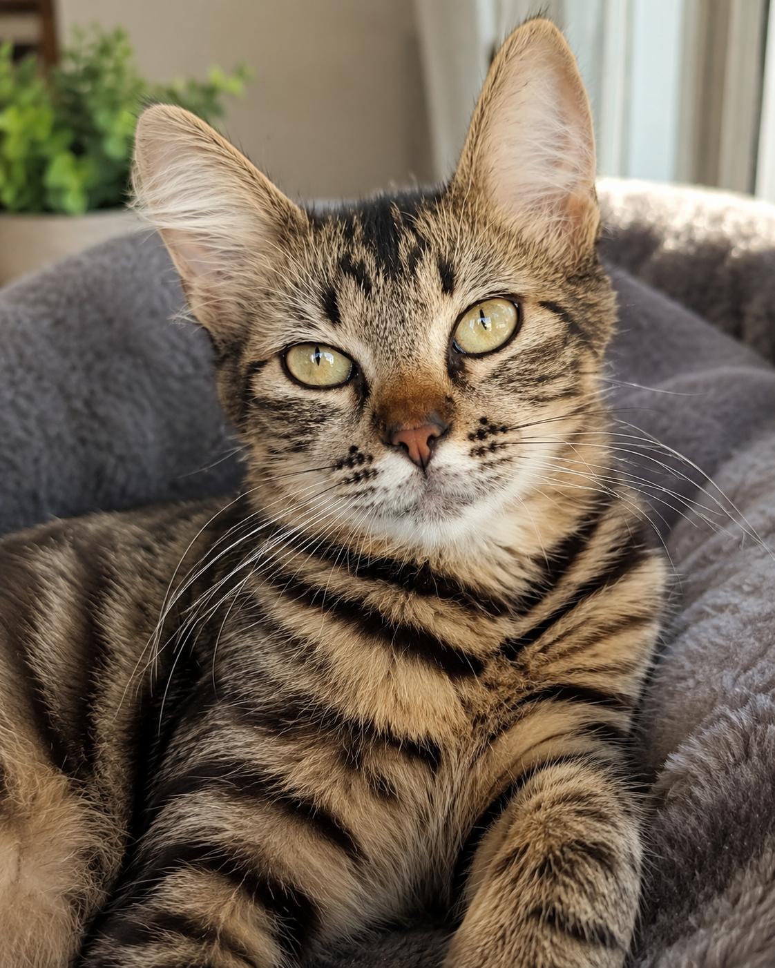 Enlarge Peony, a Adoptable Domestic Short Hair in Oceanside, CA image 1/1