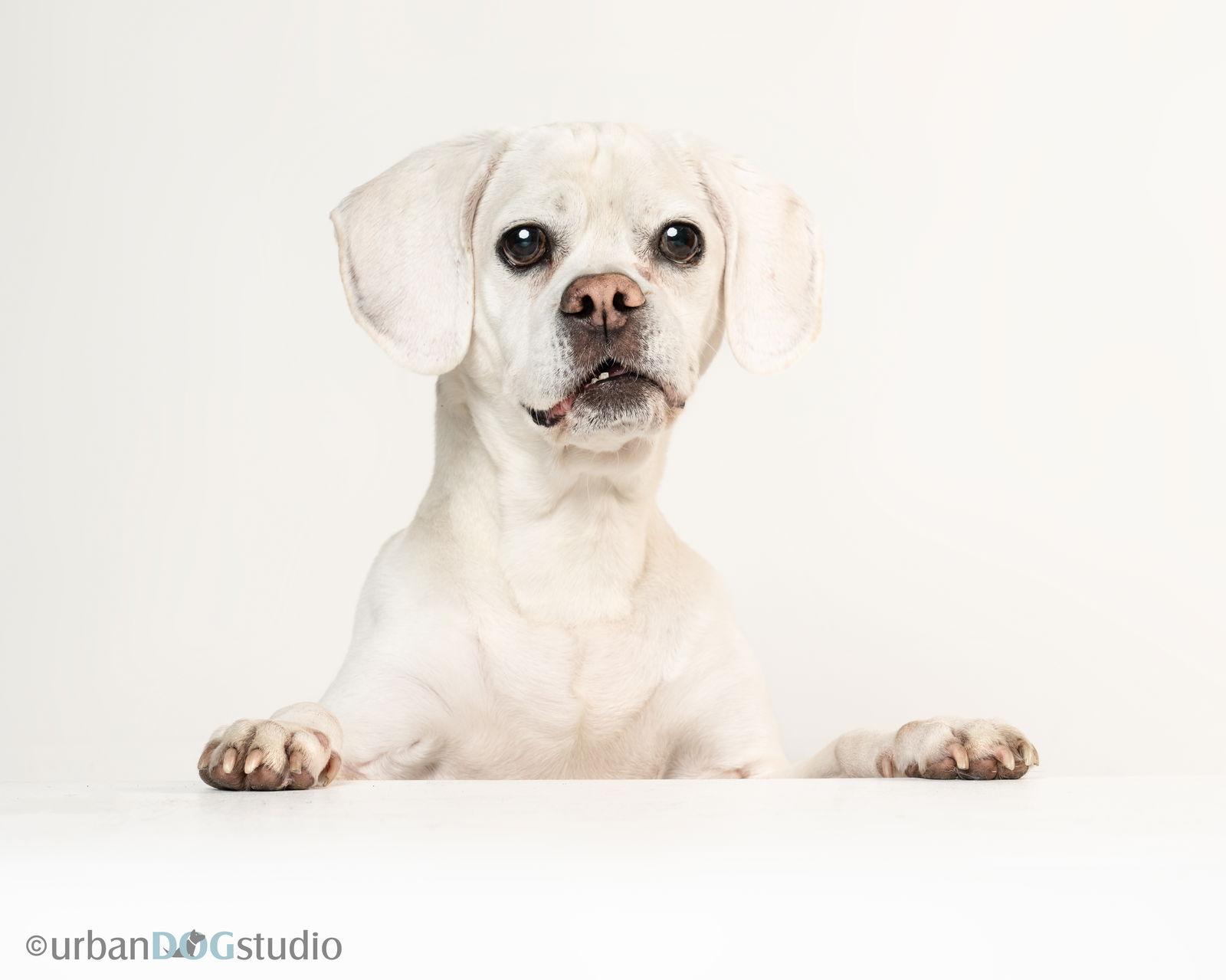 Lucky - M, Adoptable, Adult Male Pug & Beagle.