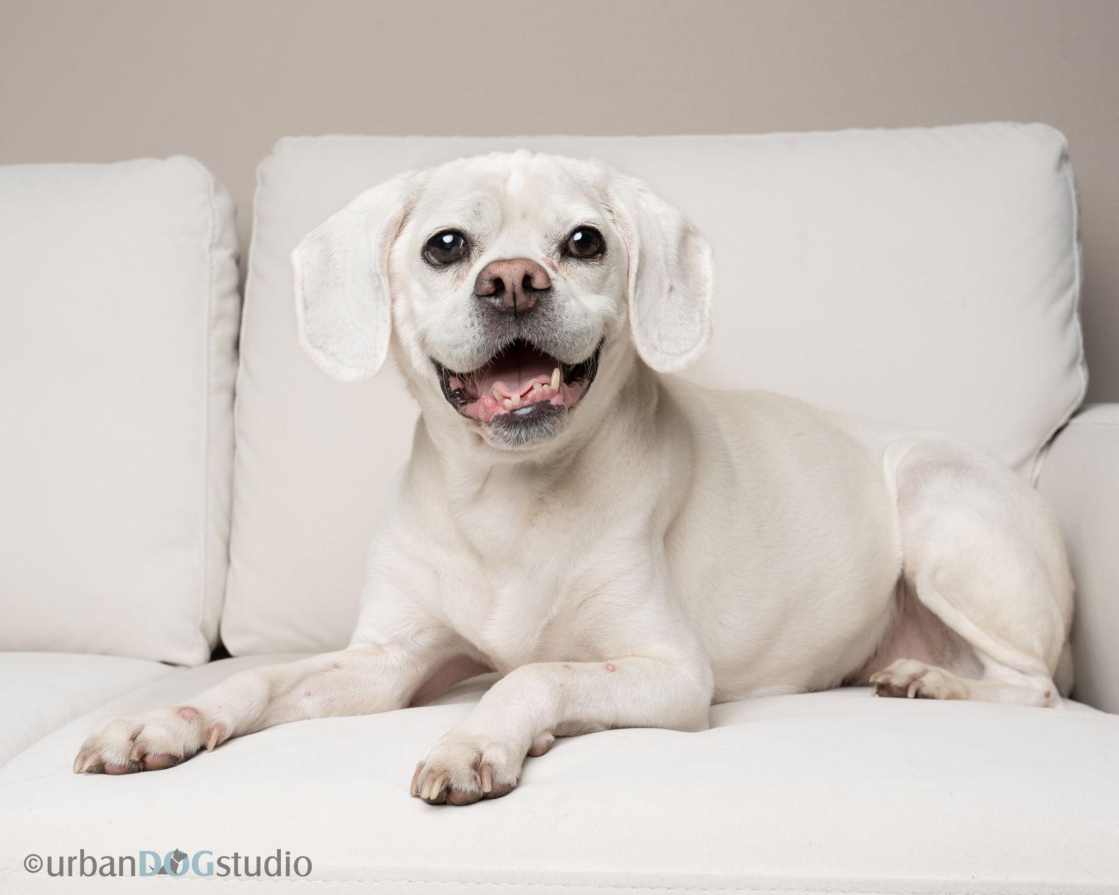 Enlarge Lucky - M, a Adoptable mixed breed in Tampa, FL image 3/3