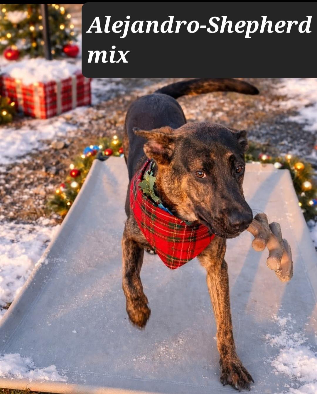 Enlarge FOSTER NEEDED – AL Is Still a Puppy Learning a Hard World, a ADOPTABLE mixed breed in Monroe Twp, NJ image 1/1