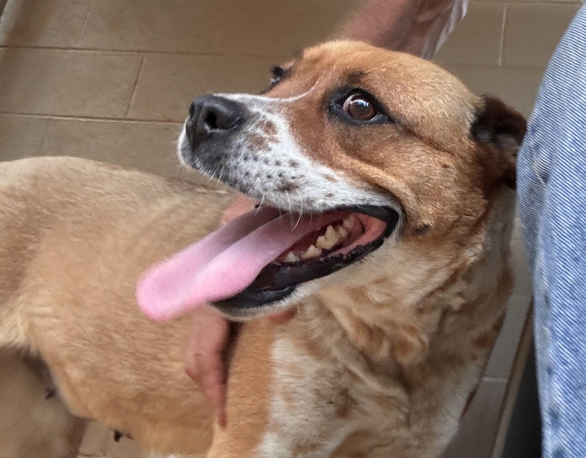 Zora, a Adoptable mixed breed in Rogersville, TN image 1/4