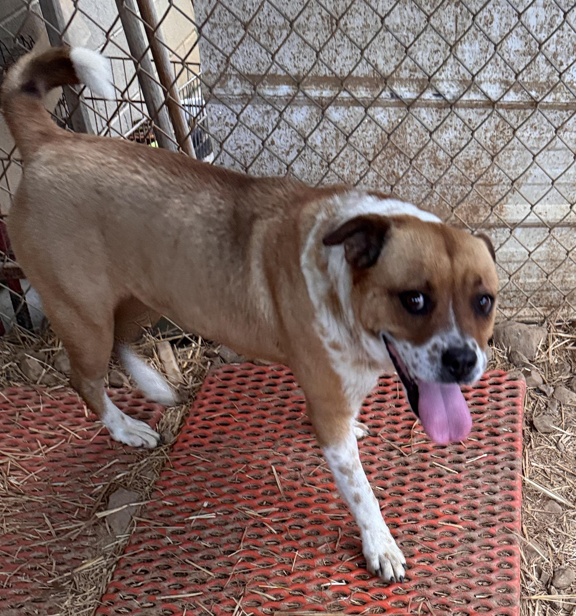 Zora, a Adoptable mixed breed in Rogersville, TN image 2/4