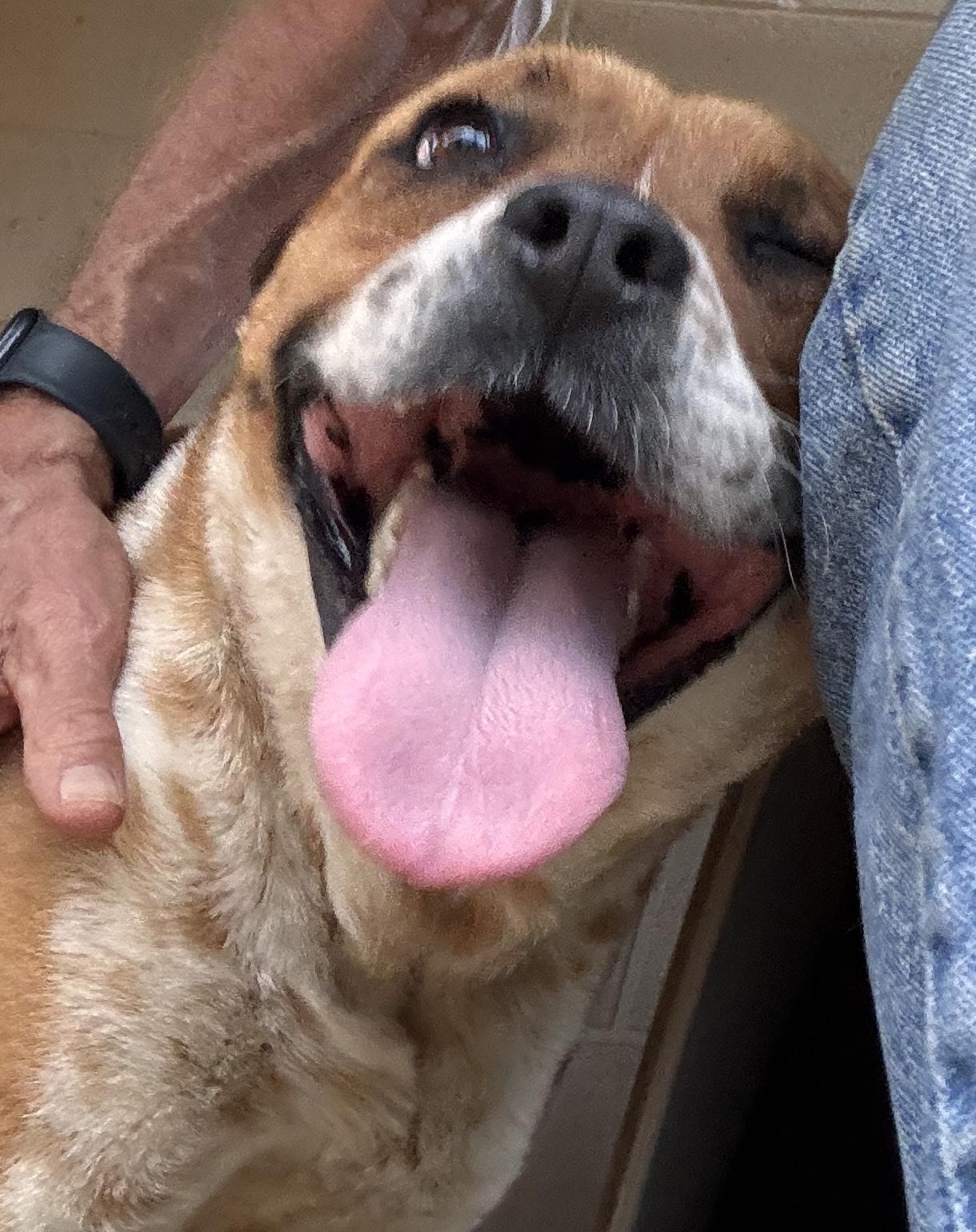 Zora, a Adoptable mixed breed in Rogersville, TN image 4/4