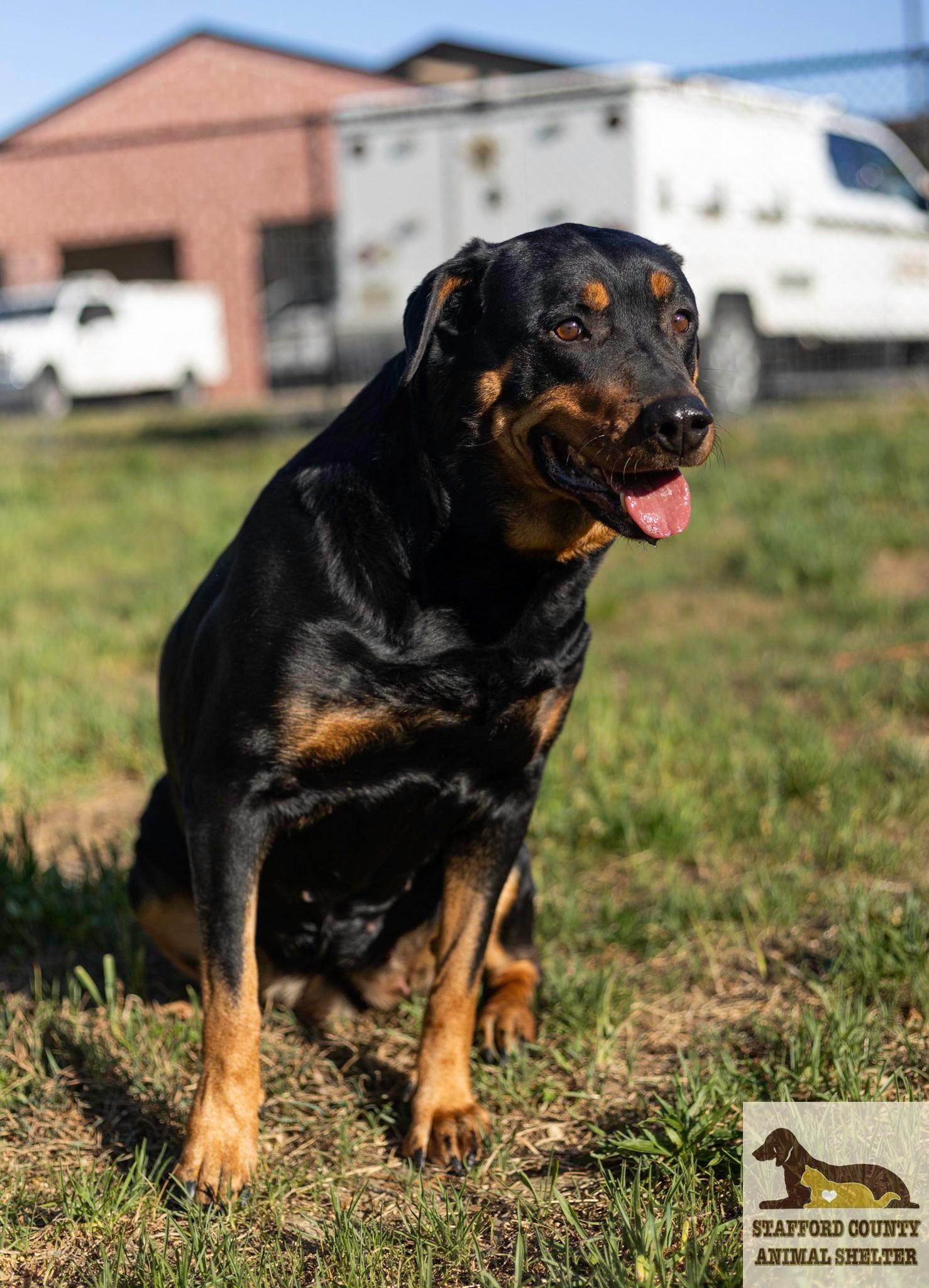 Enlarge Lady, a ADOPTABLE mixed breed in Stafford, VA image 2/3
