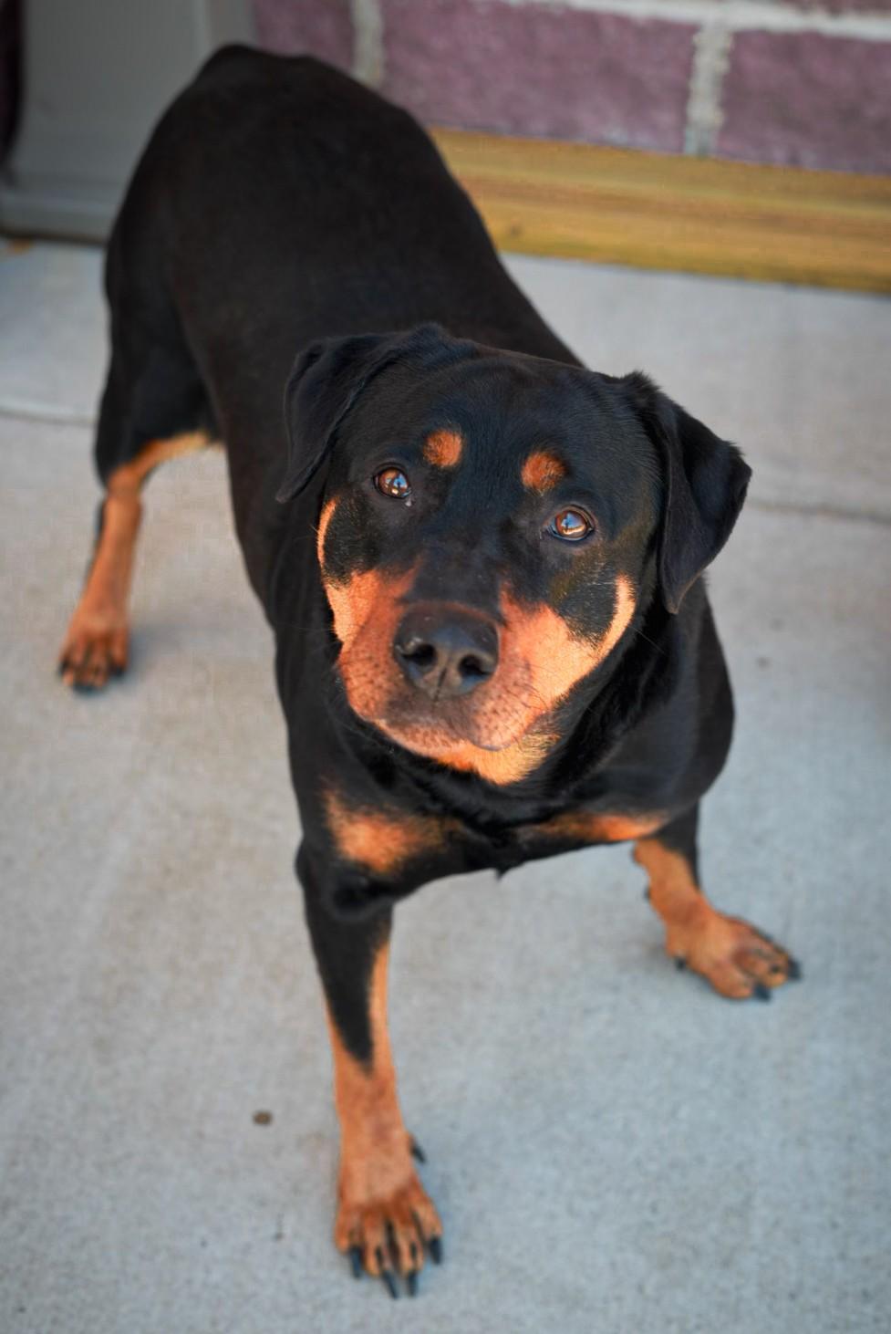 Lady, ADOPTABLE, Senior Female Rottweiler.