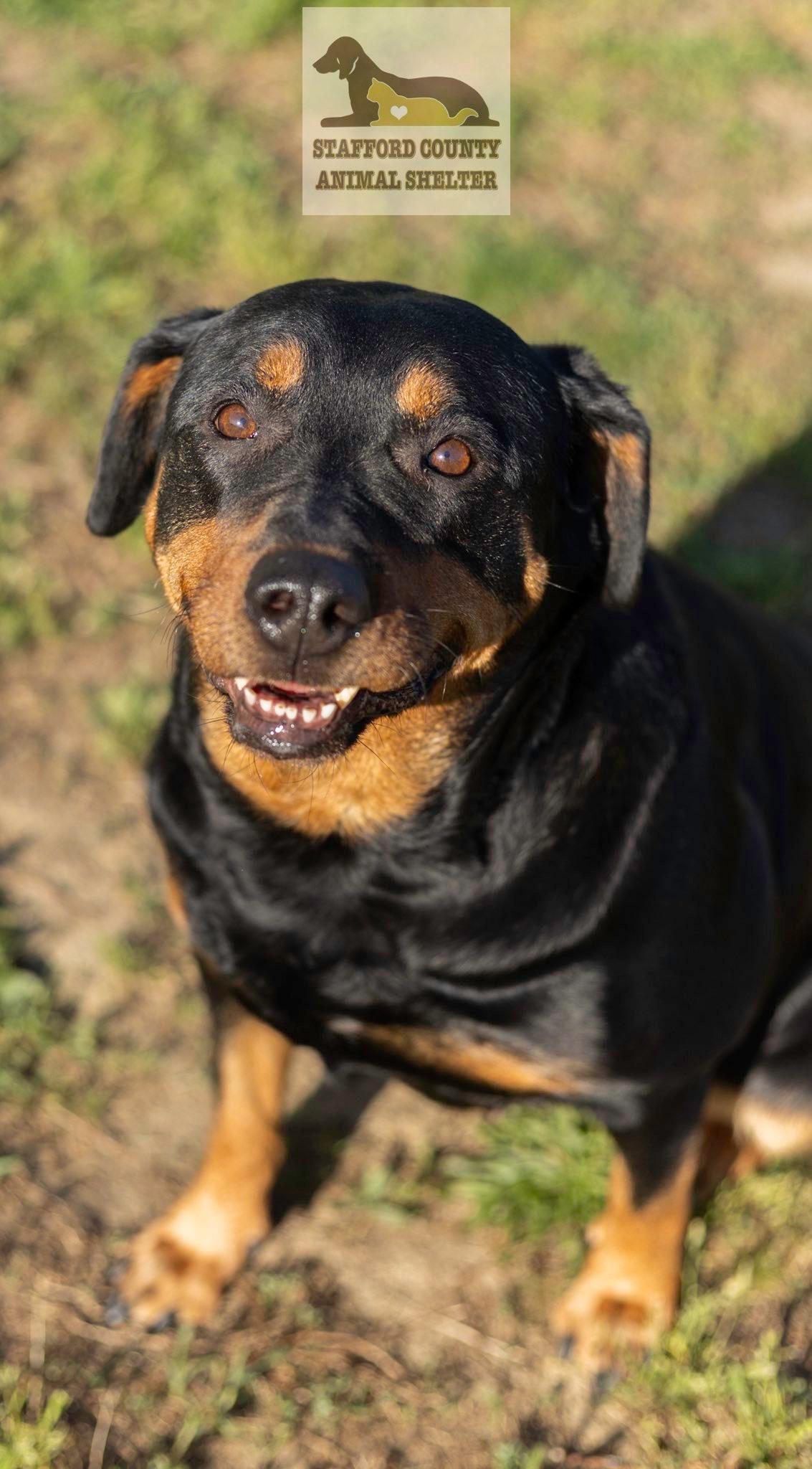 Enlarge Lady, a ADOPTABLE mixed breed in Stafford, VA image 3/3