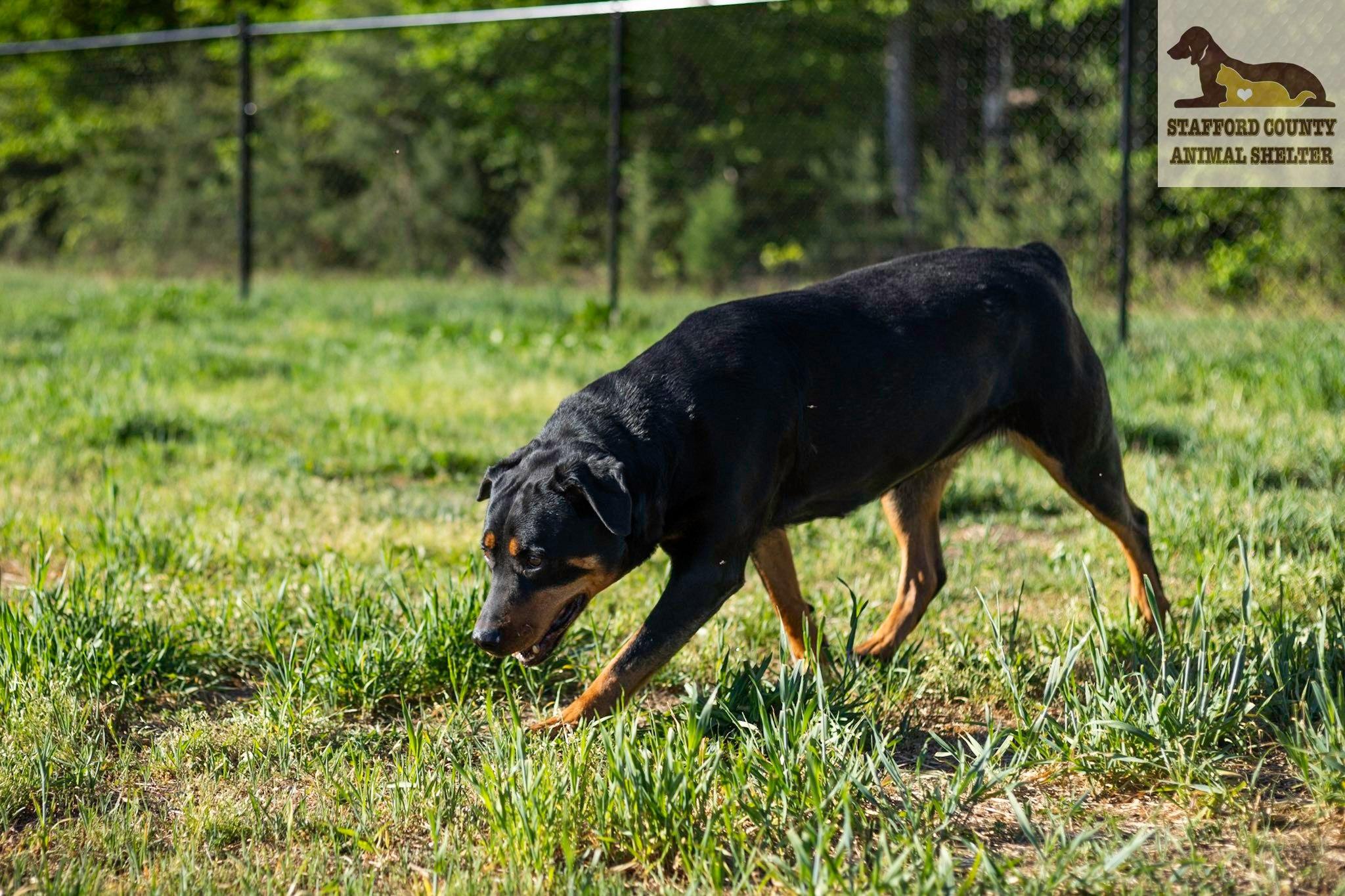 Enlarge Lady, a ADOPTABLE mixed breed in Stafford, VA image 1/3