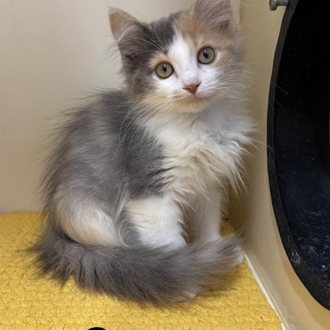 Enlarge Calliope, an adopted Domestic Long Hair in Manistee, MI image 1/1