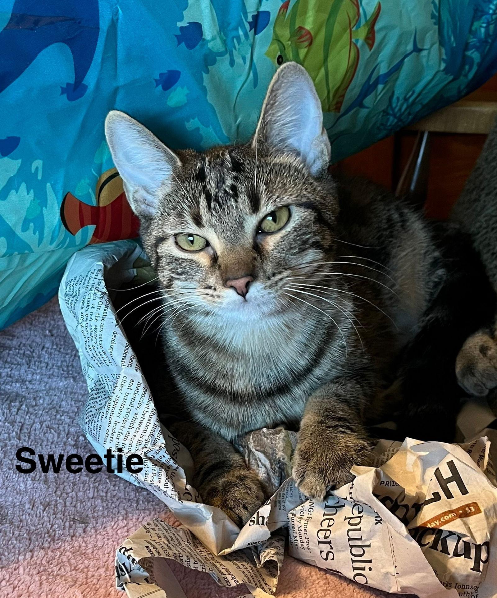 Sweetie-Courtesy Post, Adoptable, Young Female Domestic Short Hair & Torbie.
