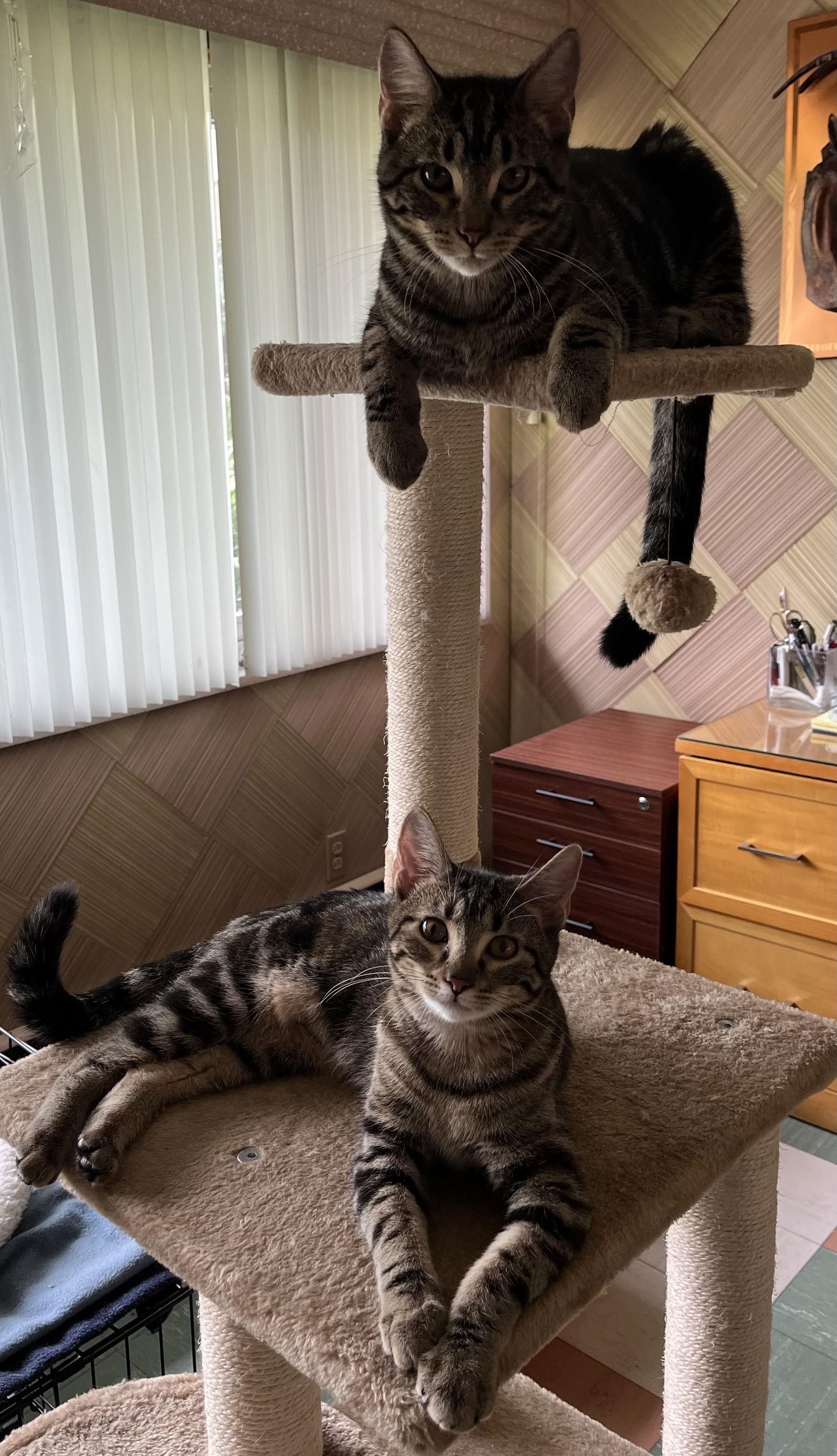 Sweetie-Courtesy Post, a Adoptable mixed breed in O'Fallon, MO image 2/3