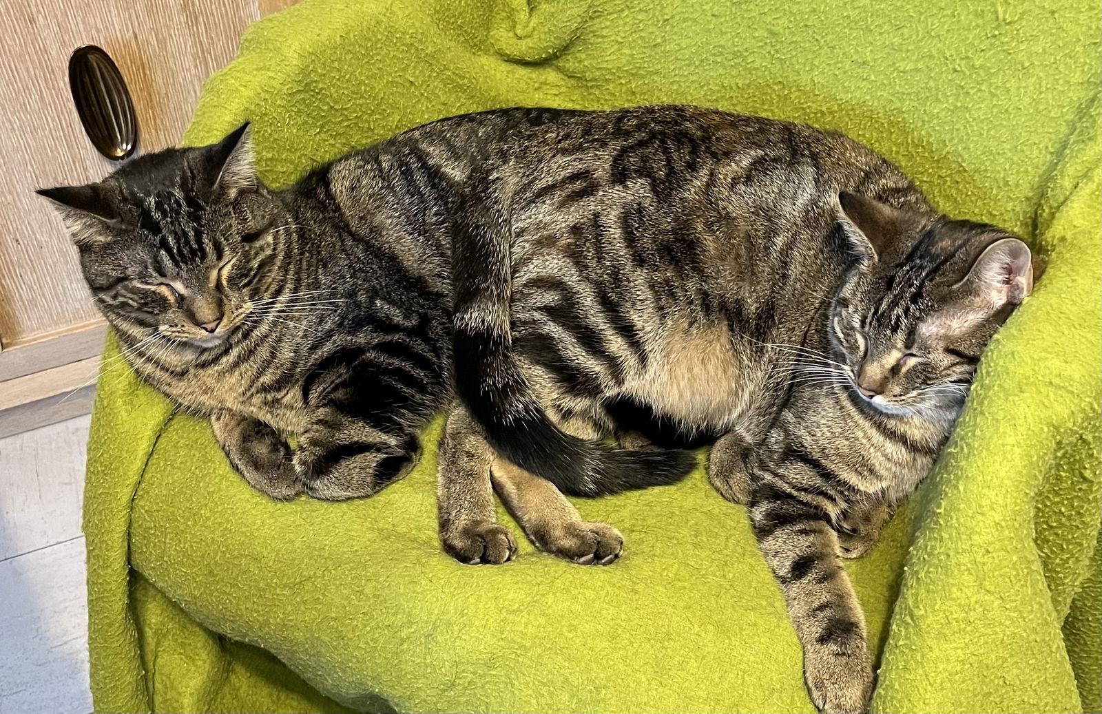 Sweetie-Courtesy Post, a Adoptable mixed breed in O'Fallon, MO image 3/3