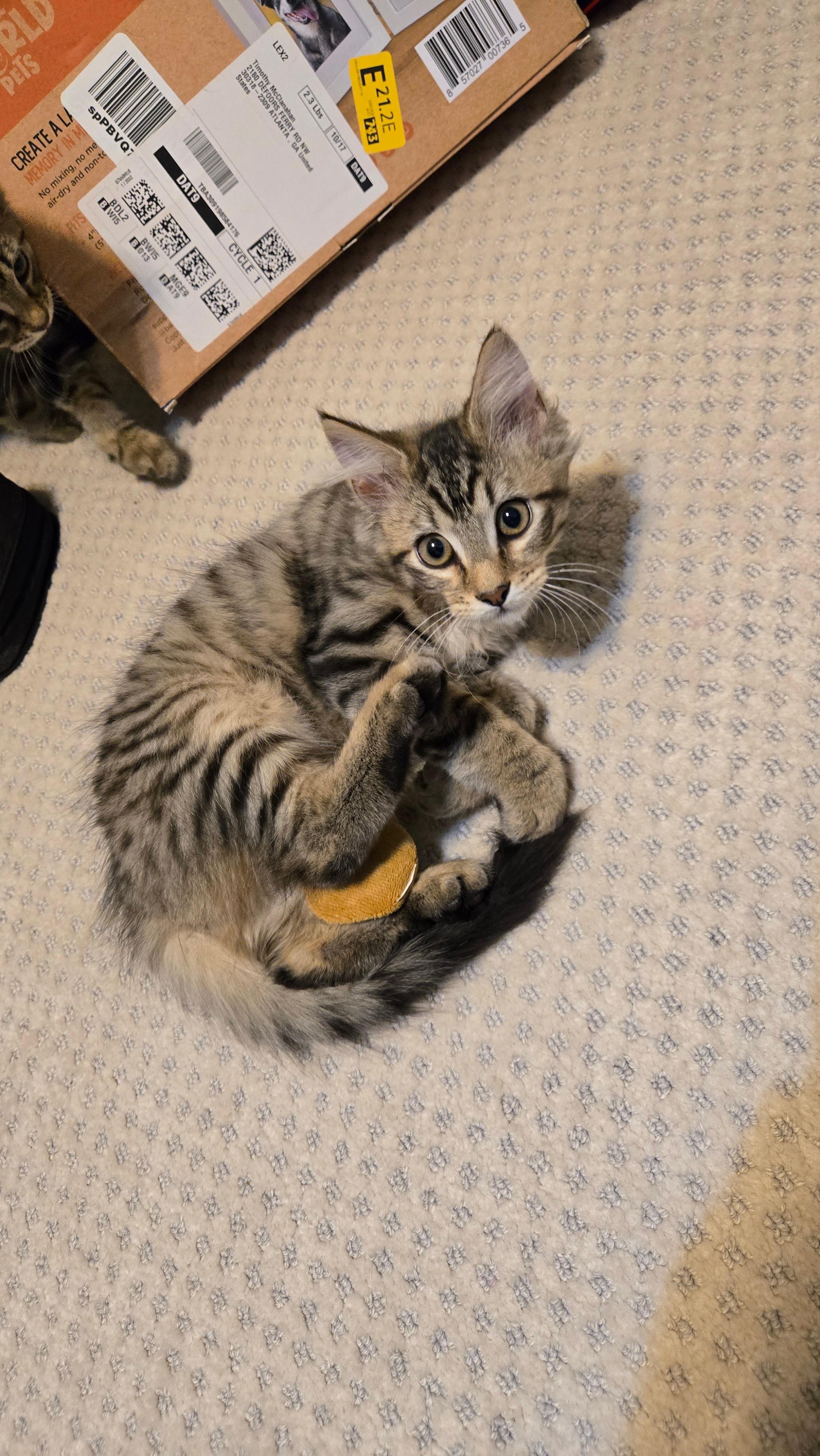 Enlarge Salvatore (Soprano), a Adoptable Domestic Long Hair in Avondale Estates, GA image 5/5
