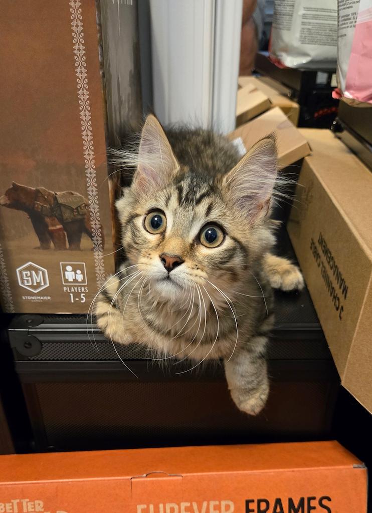 Enlarge Salvatore (Soprano), a Adoptable Domestic Long Hair in Avondale Estates, GA image 3/5