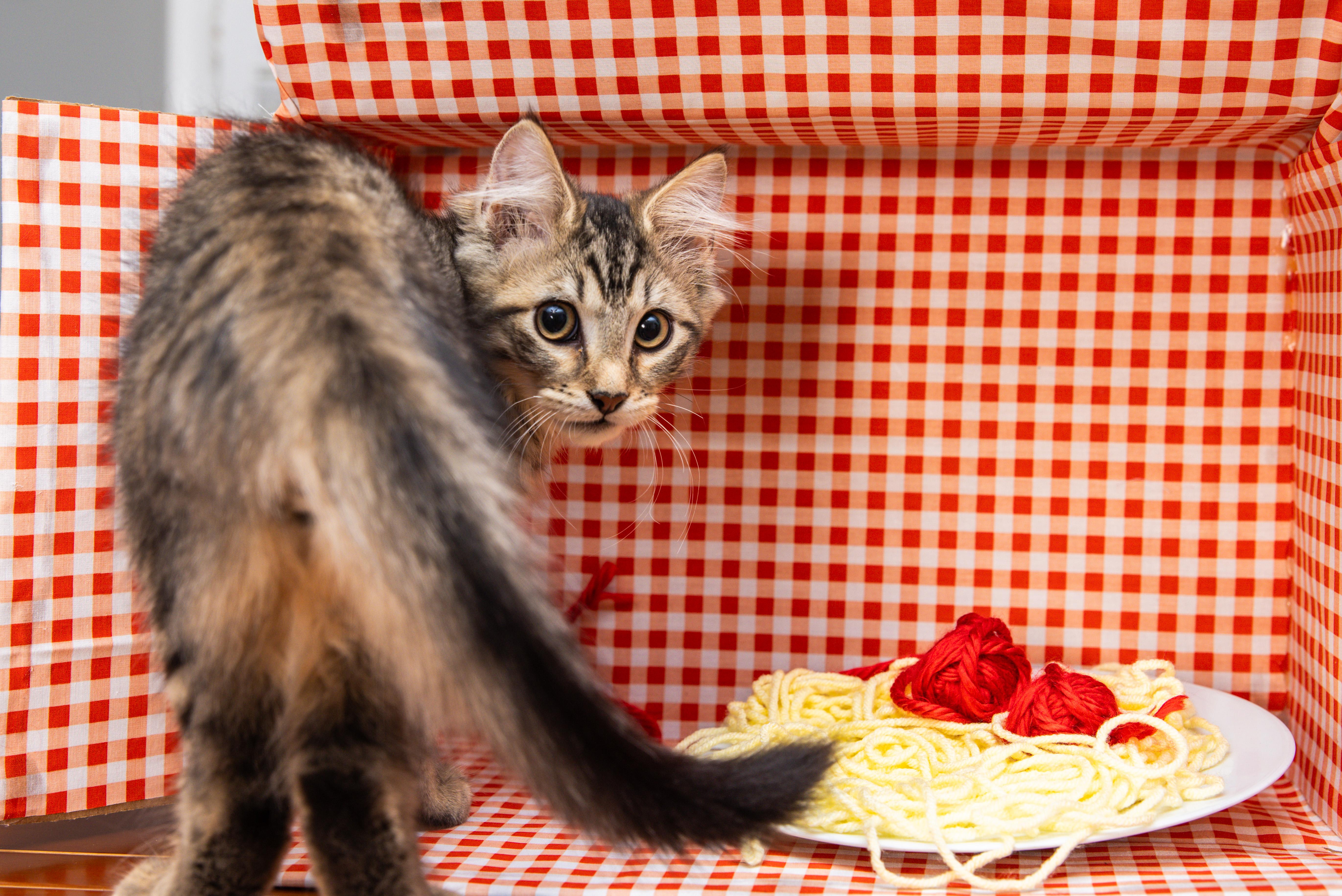 Enlarge Salvatore (Soprano), a Adoptable Domestic Long Hair in Avondale Estates, GA image 4/5