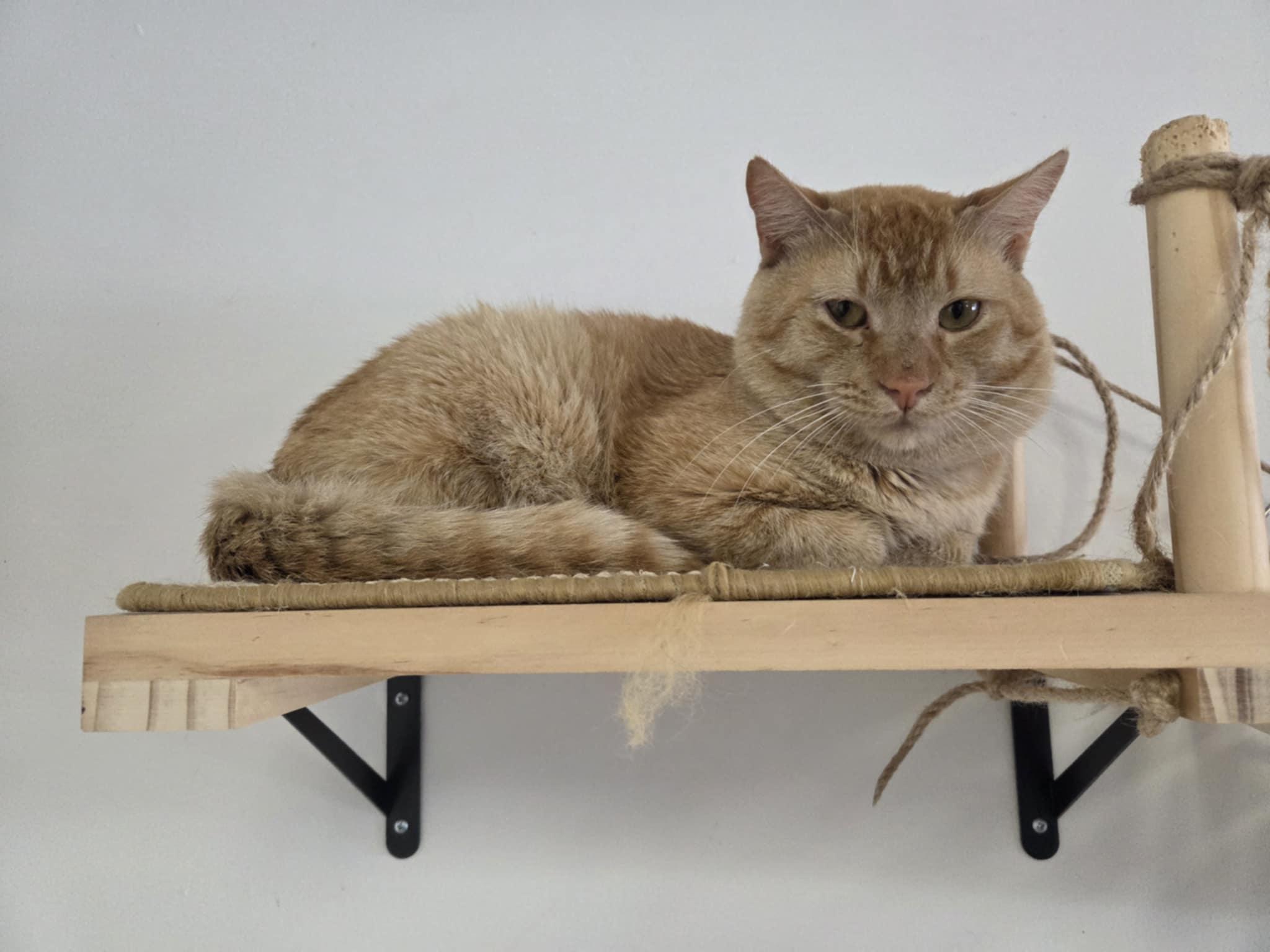 Teddy Ruxpin, a Adoptable Domestic Short Hair in Warner Robins, GA image 1/3