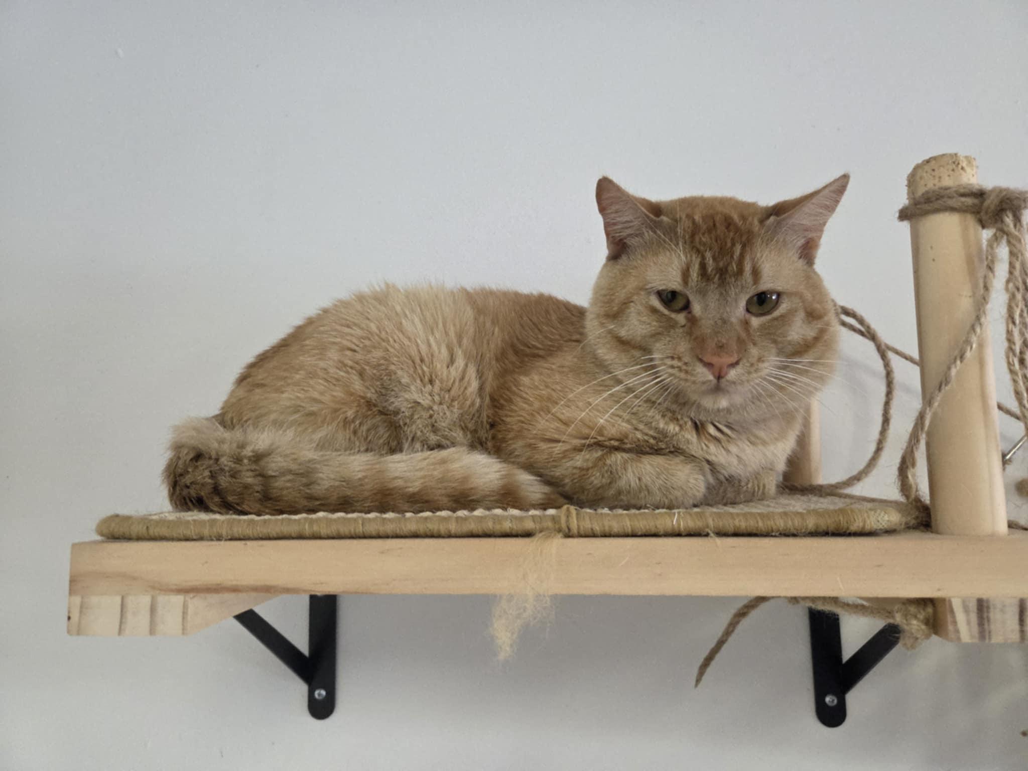 Teddy Ruxpin, a Adoptable Domestic Short Hair in Warner Robins, GA image 2/3