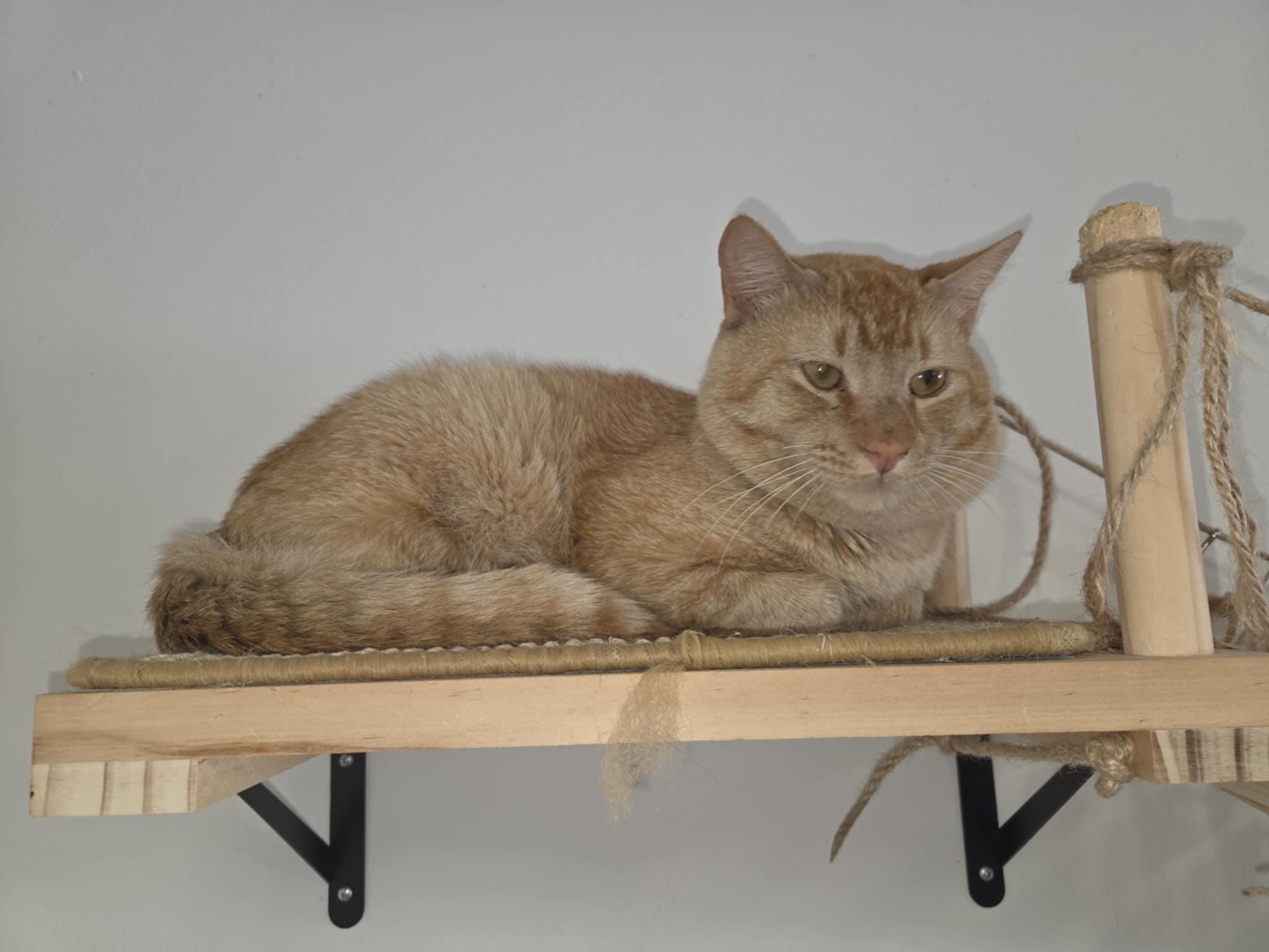 Teddy Ruxpin, a Adoptable Domestic Short Hair in Warner Robins, GA image 3/3