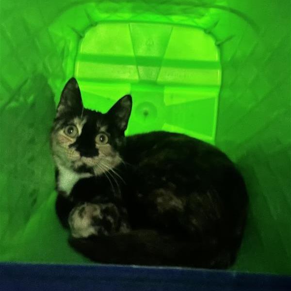 Enlarge Ms. Bacon, a Adoptable Domestic Short Hair in Windsor, VA image 1/1