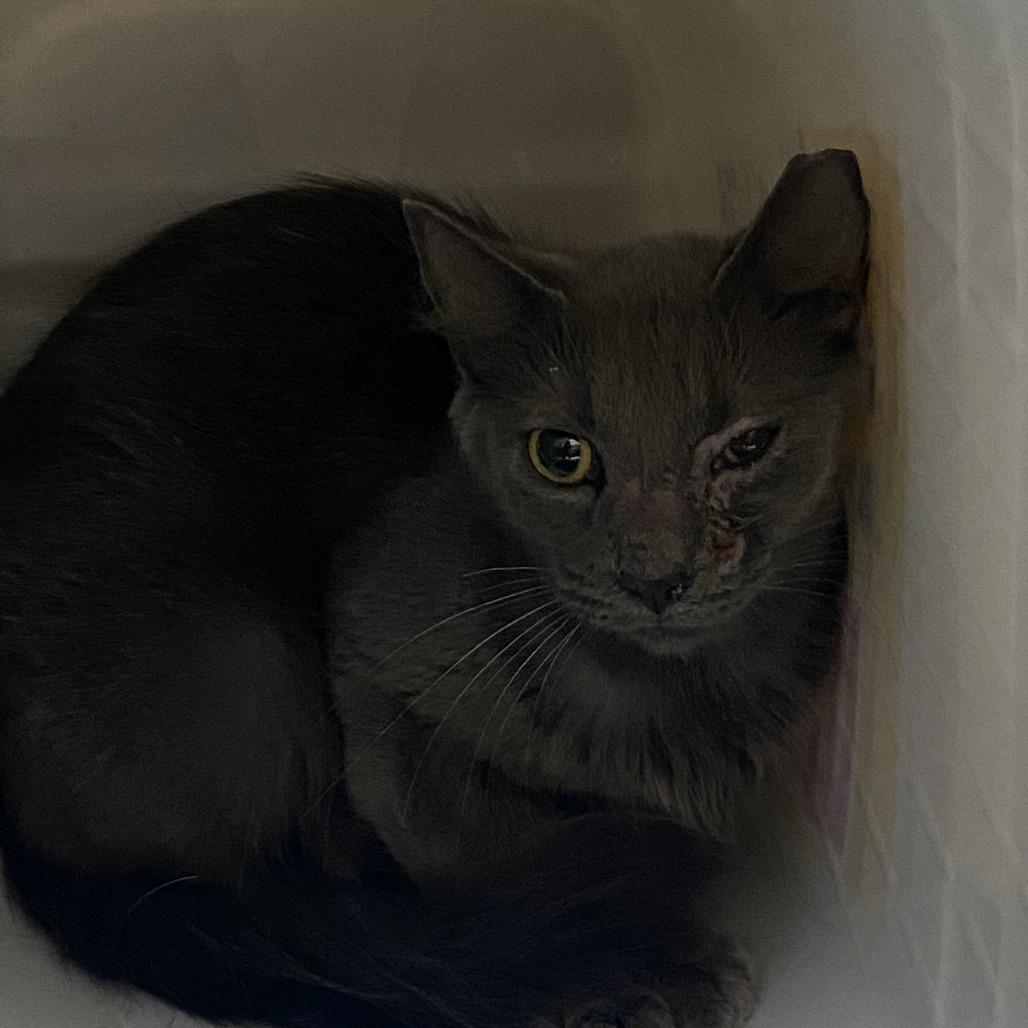 Enlarge CD 2, a Adoptable Domestic Short Hair in Windsor, VA image 1/1