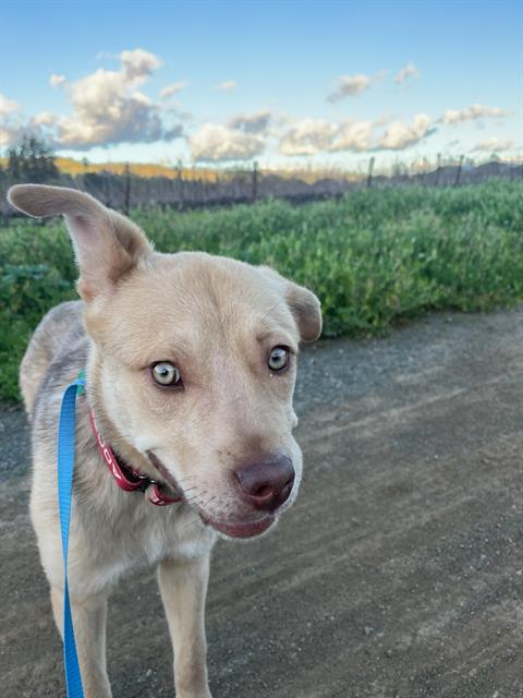 TANNER, Adoptable, Young Male Australian Cattle Dog / Blue Heeler & Mixed Breed.