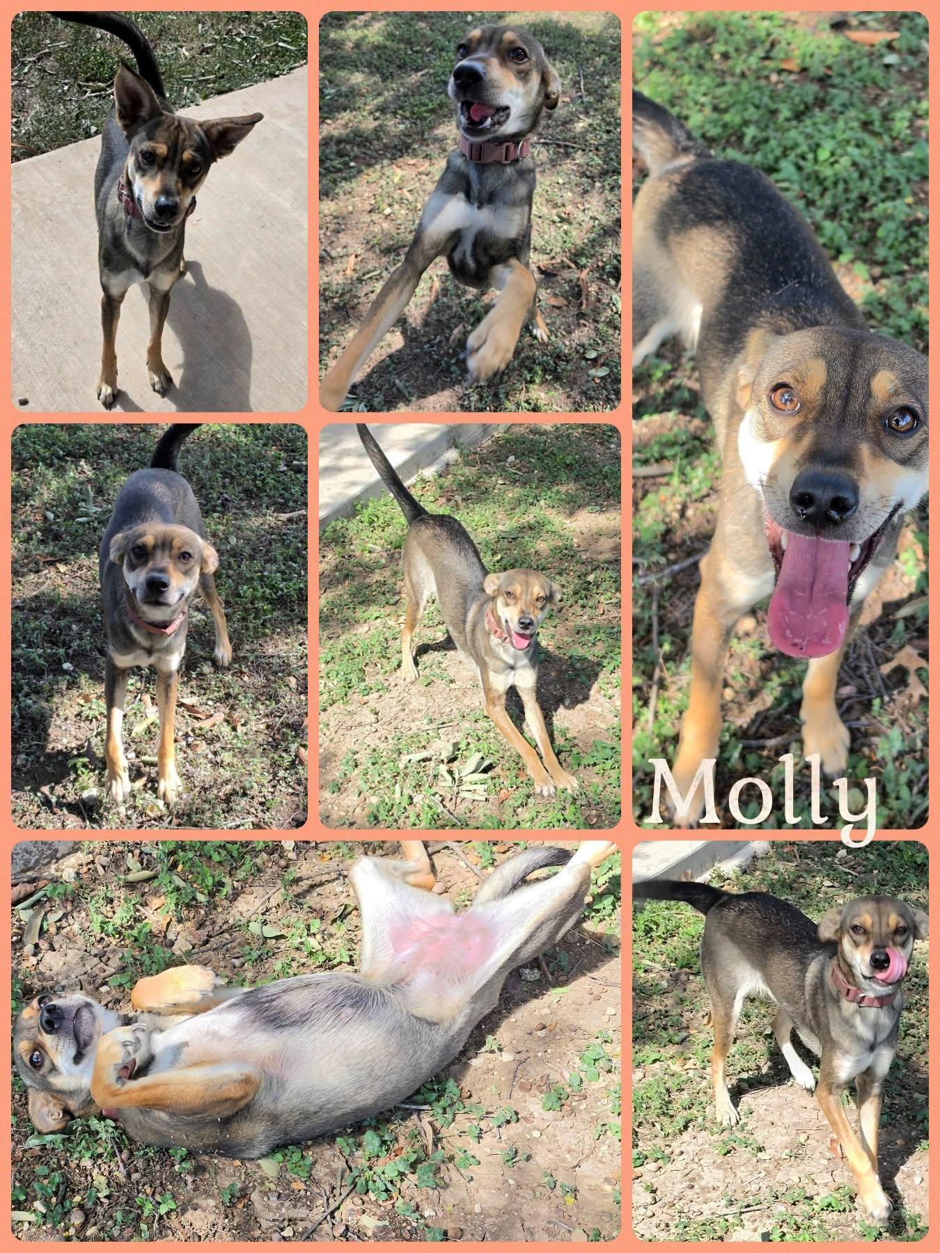 Molly, Adoptable, Adult Female Shepherd.