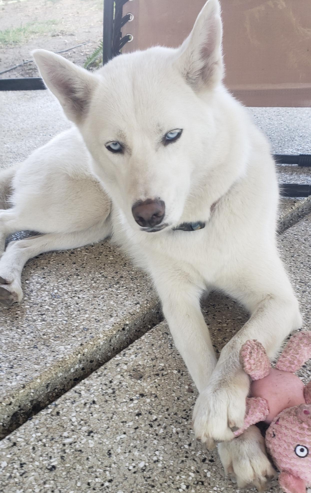 Neela, a ADOPTABLE Siberian Husky in Menifee, CA image 3/6